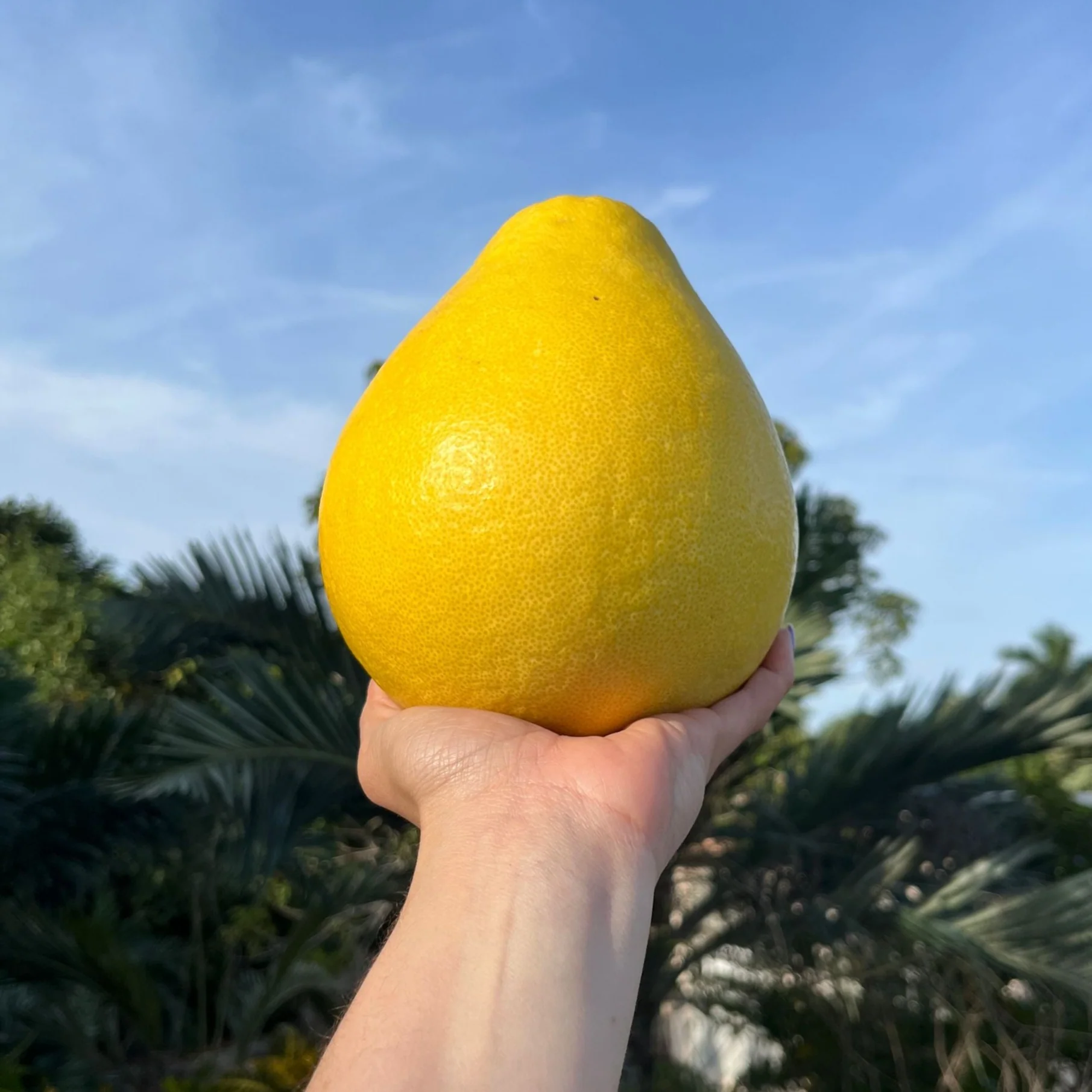 Platinum Rose Pomelo - Image 4