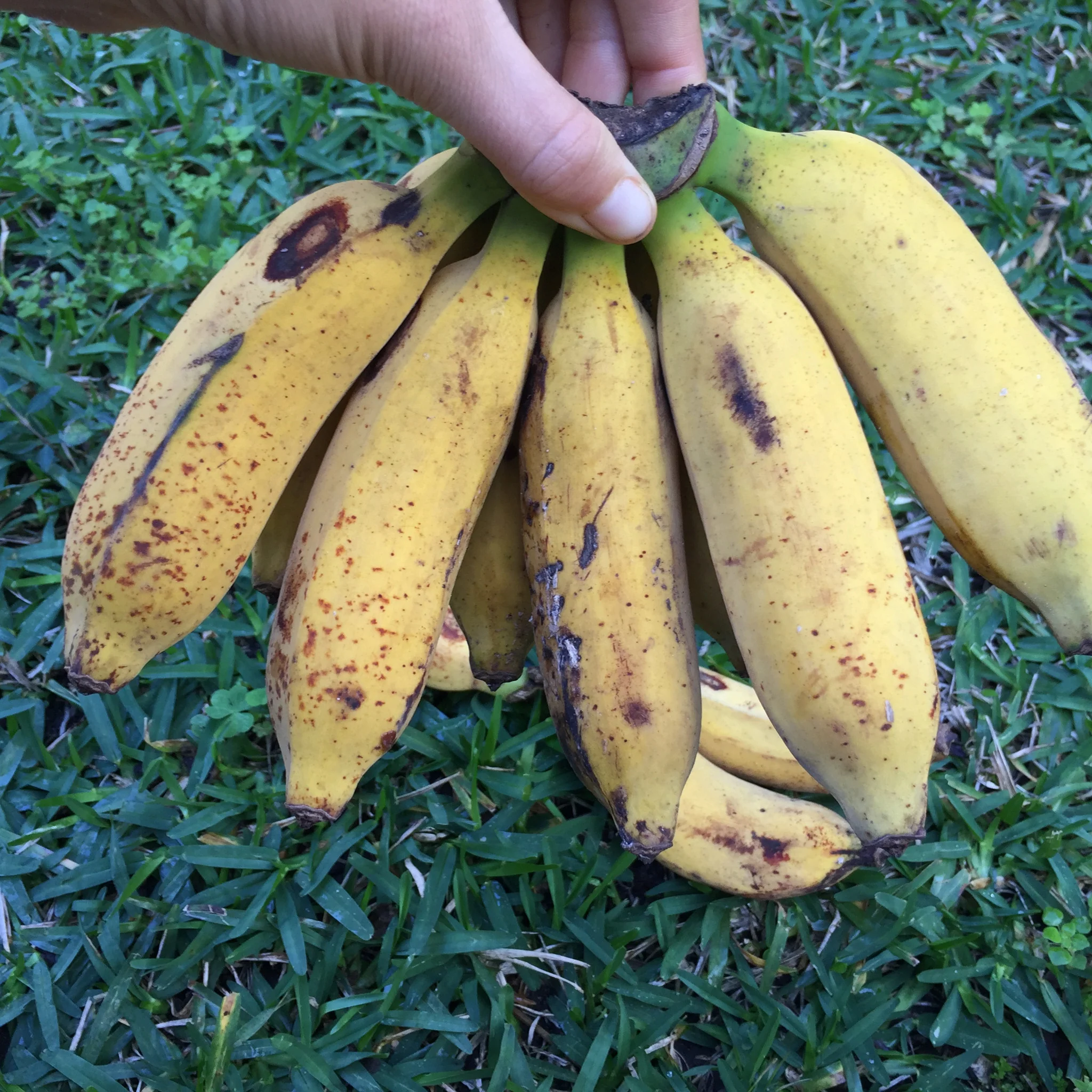 Pisang Raja Banana - Image 4