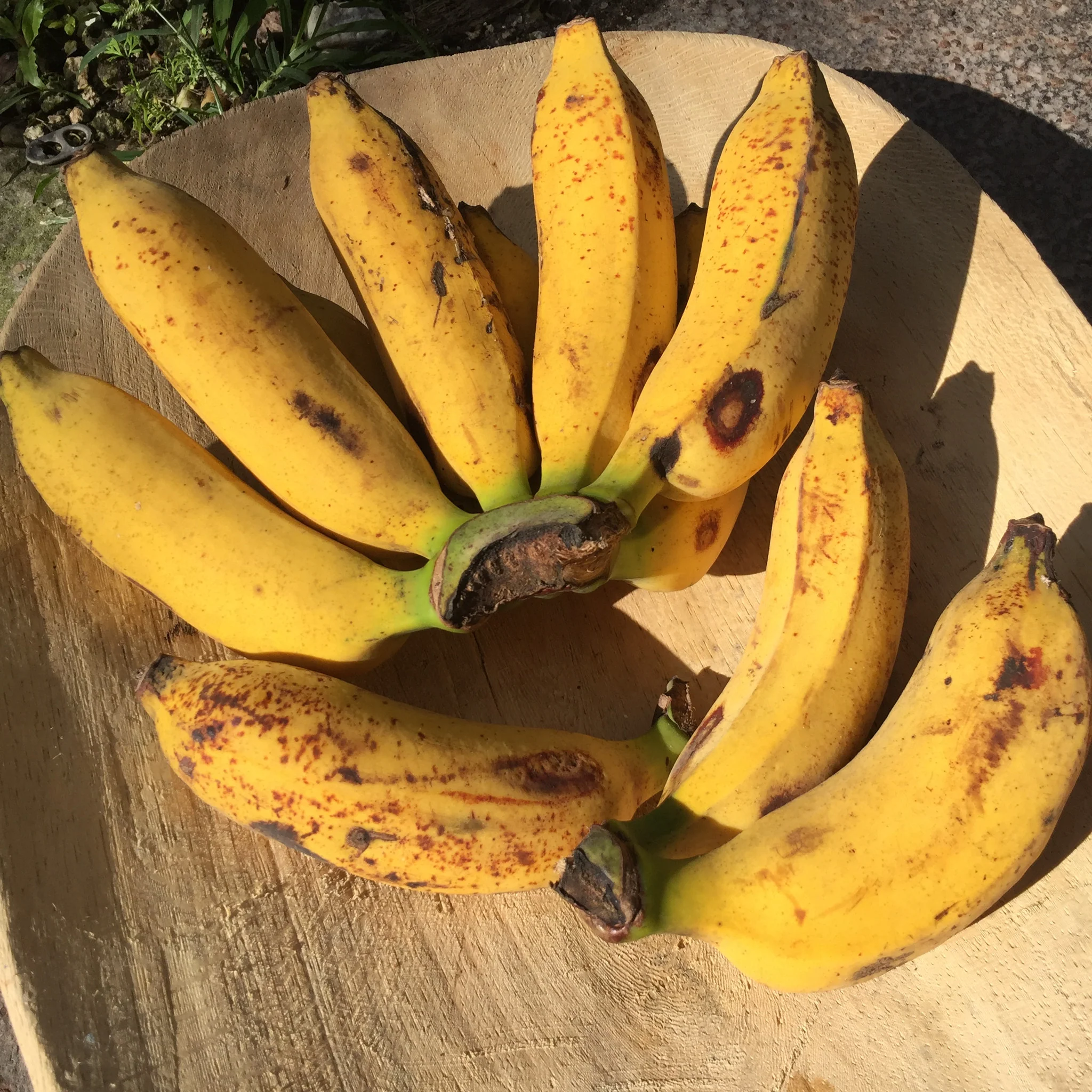 Pisang Raja Banana - Image 5