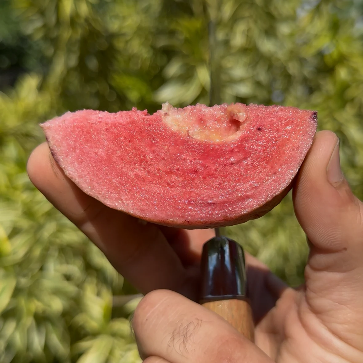 Purple Plum Guava - Image 5