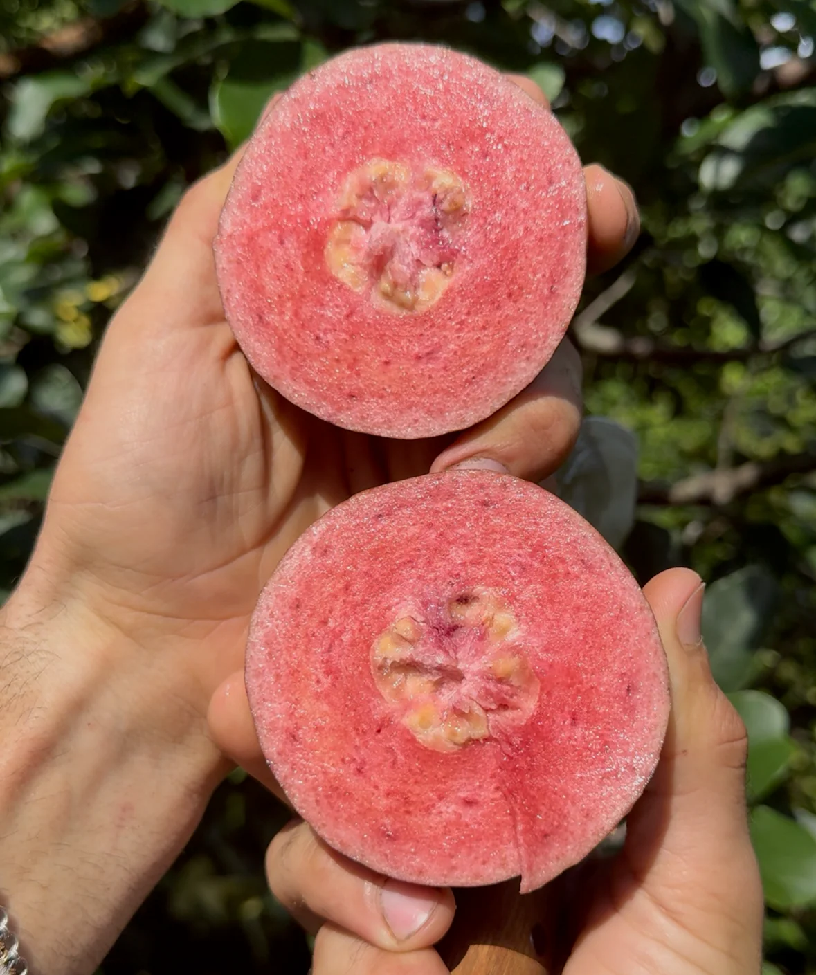 Purple Plum Guava - Image 6