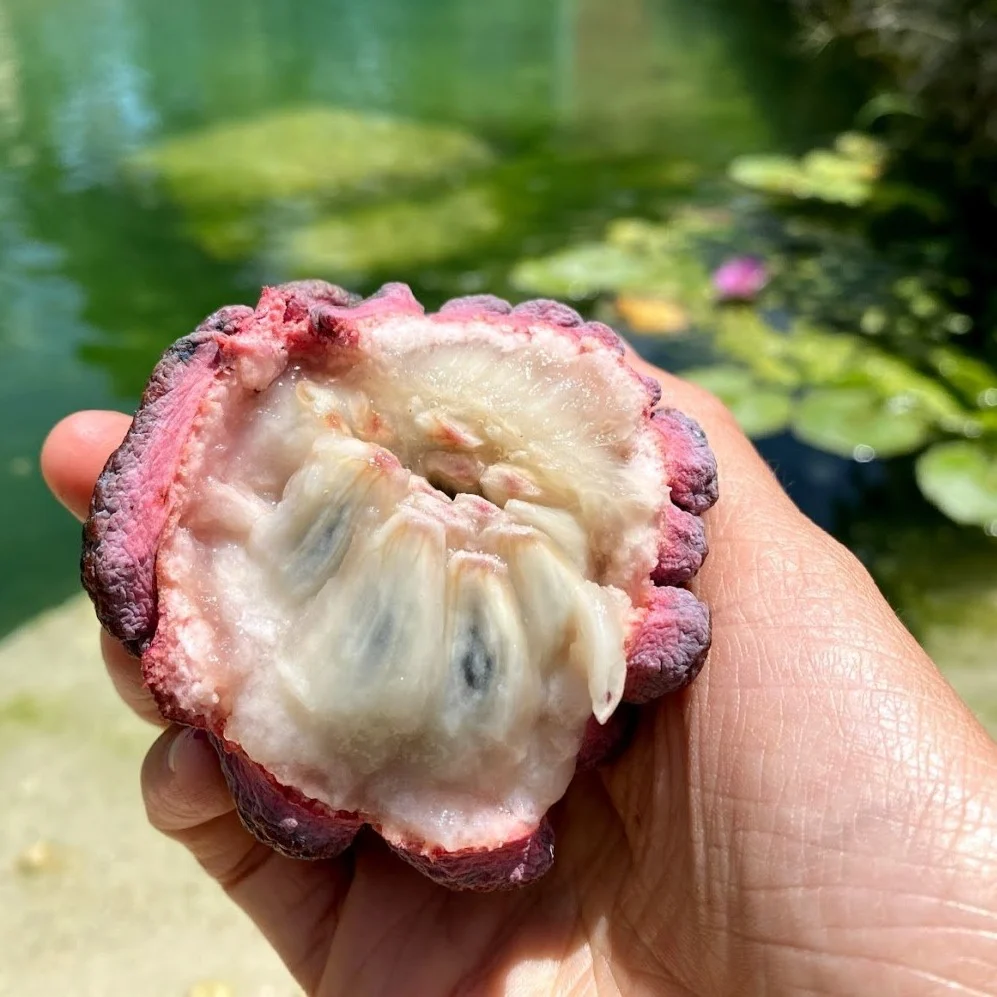 Purple Sugar Apple (Sweetsop) *Pre-Order* - Image 3