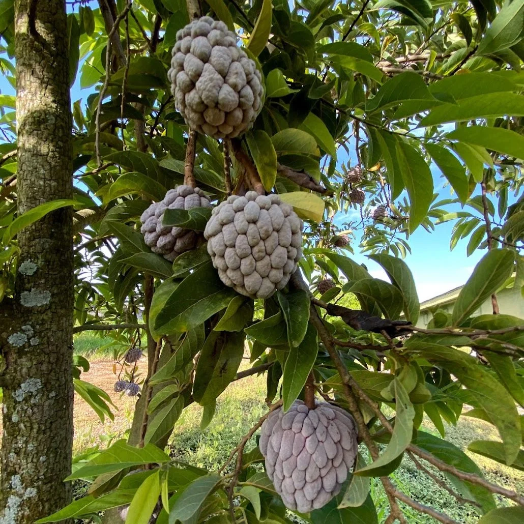 Purple Sugar Apple (Sweetsop) *Pre-Order* - Image 4