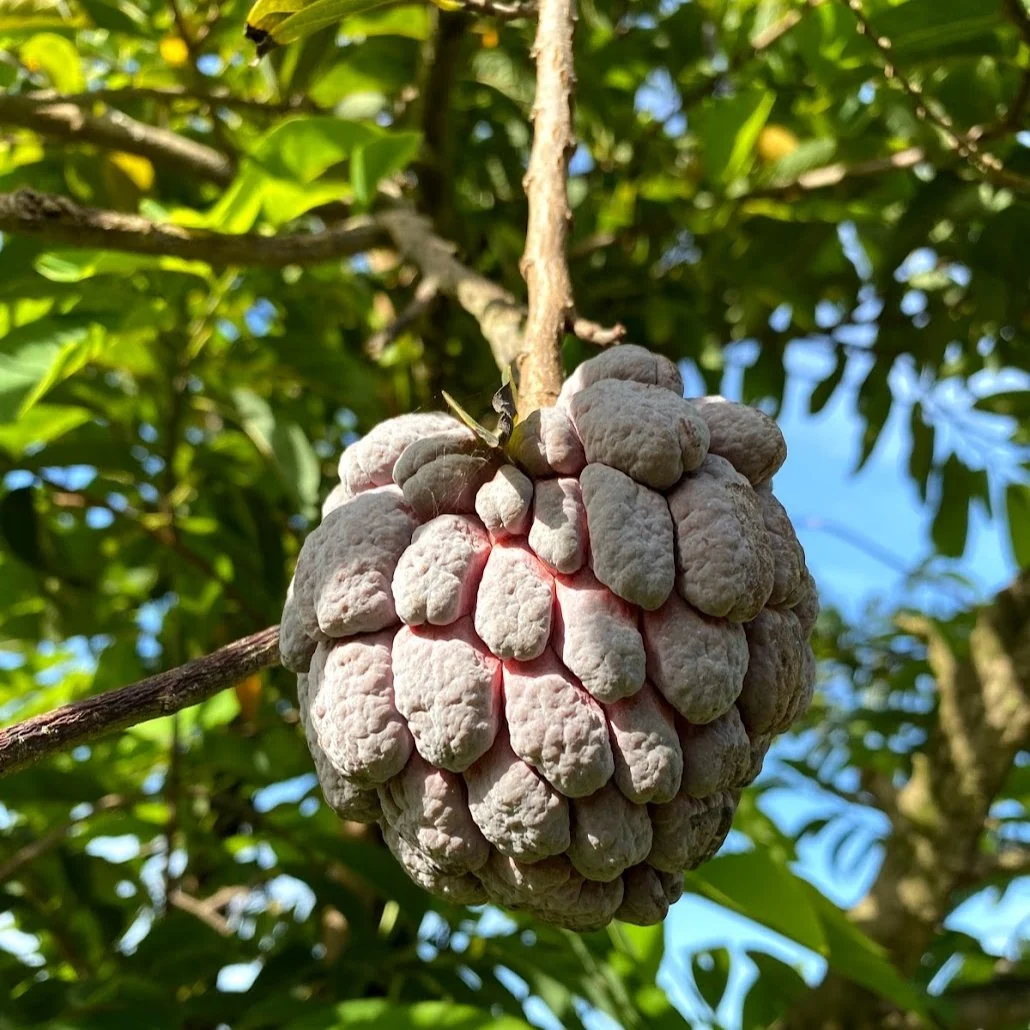Purple Sugar Apple (Sweetsop) *Pre-Order* - Image 5