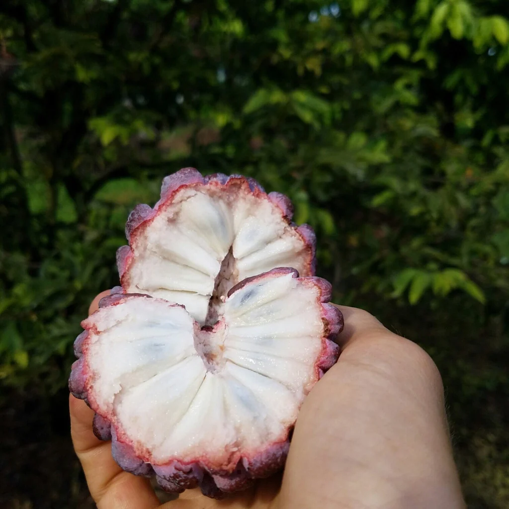 Purple Sugar Apple (Sweetsop) *Pre-Order* - Image 7