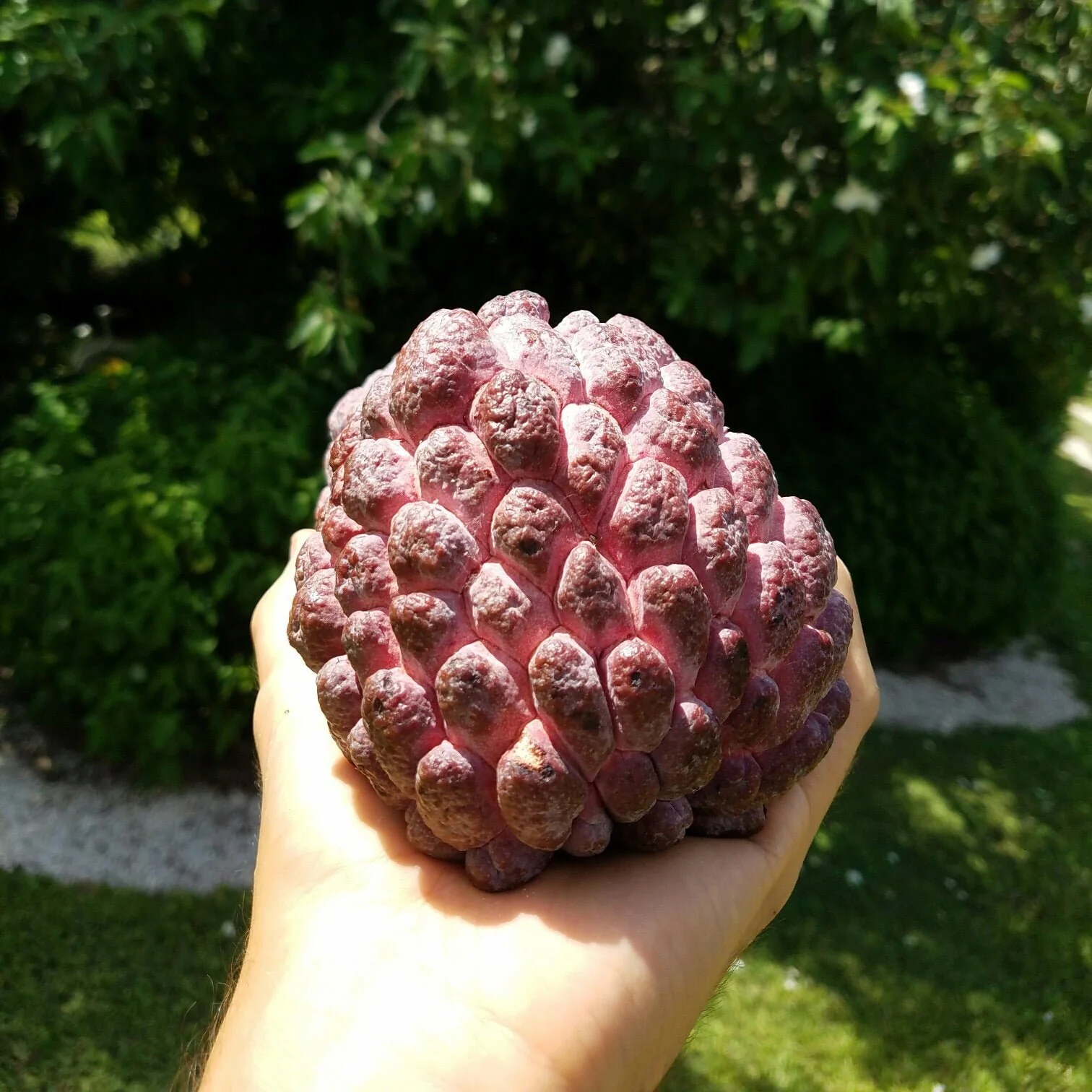 Purple Sugar Apple (Sweetsop) *Pre-Order* - Image 9
