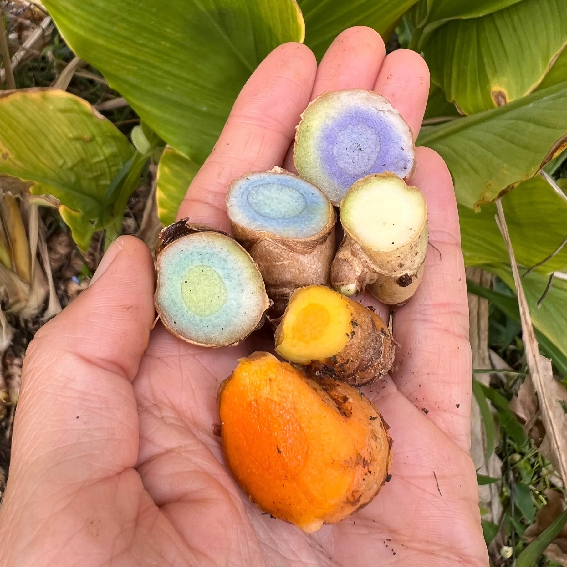 Rainbow Turmeric Box *Pre-Order*