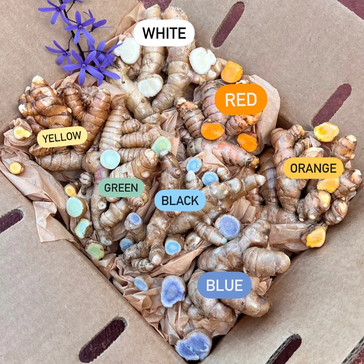 Rainbow Turmeric Box *Pre-Order* - Image 2