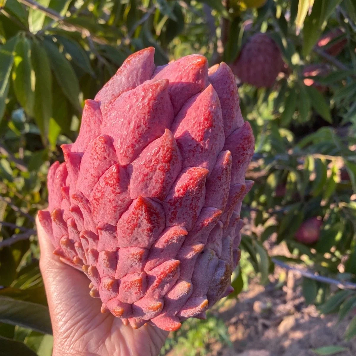 Red Atemoya GRAFTED TREE - Image 3