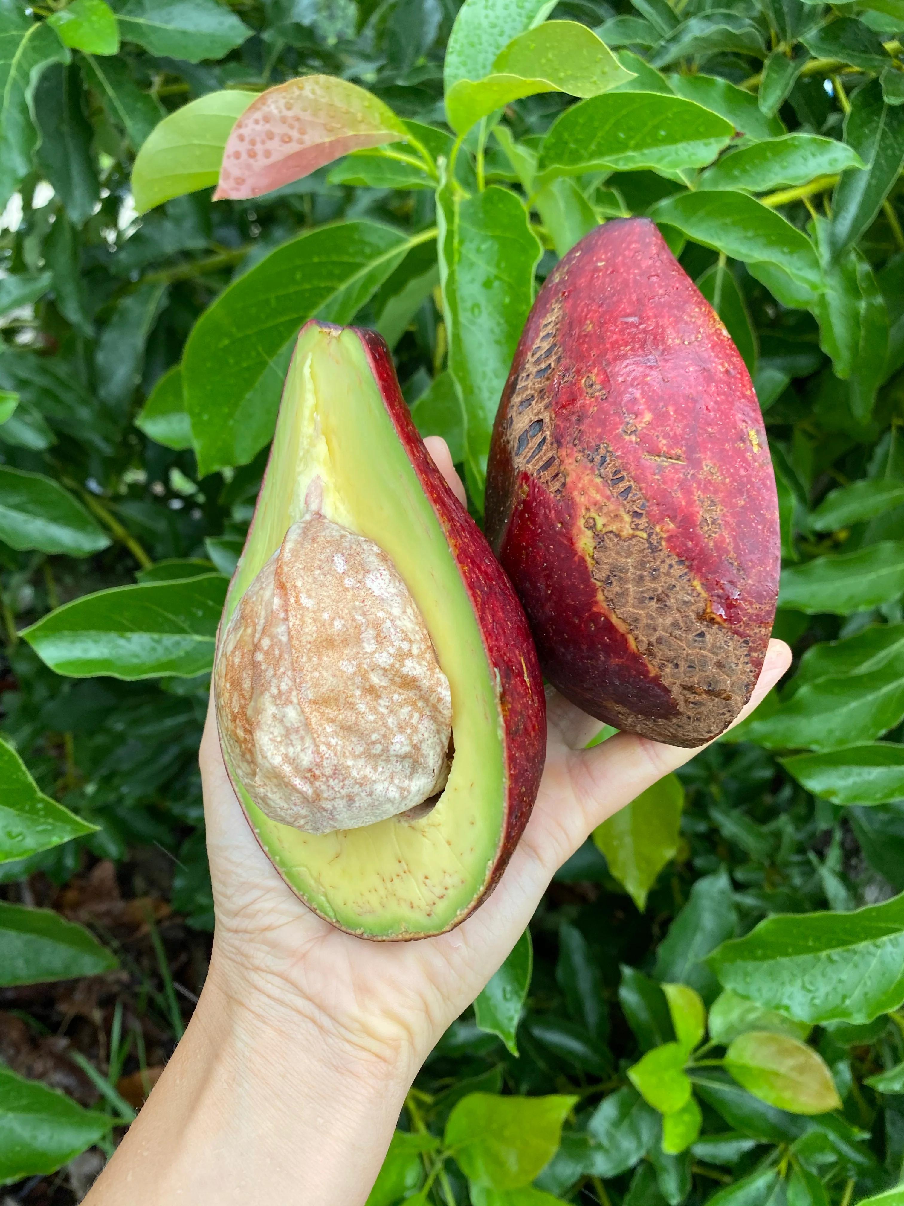 Red Avocado - Image 5