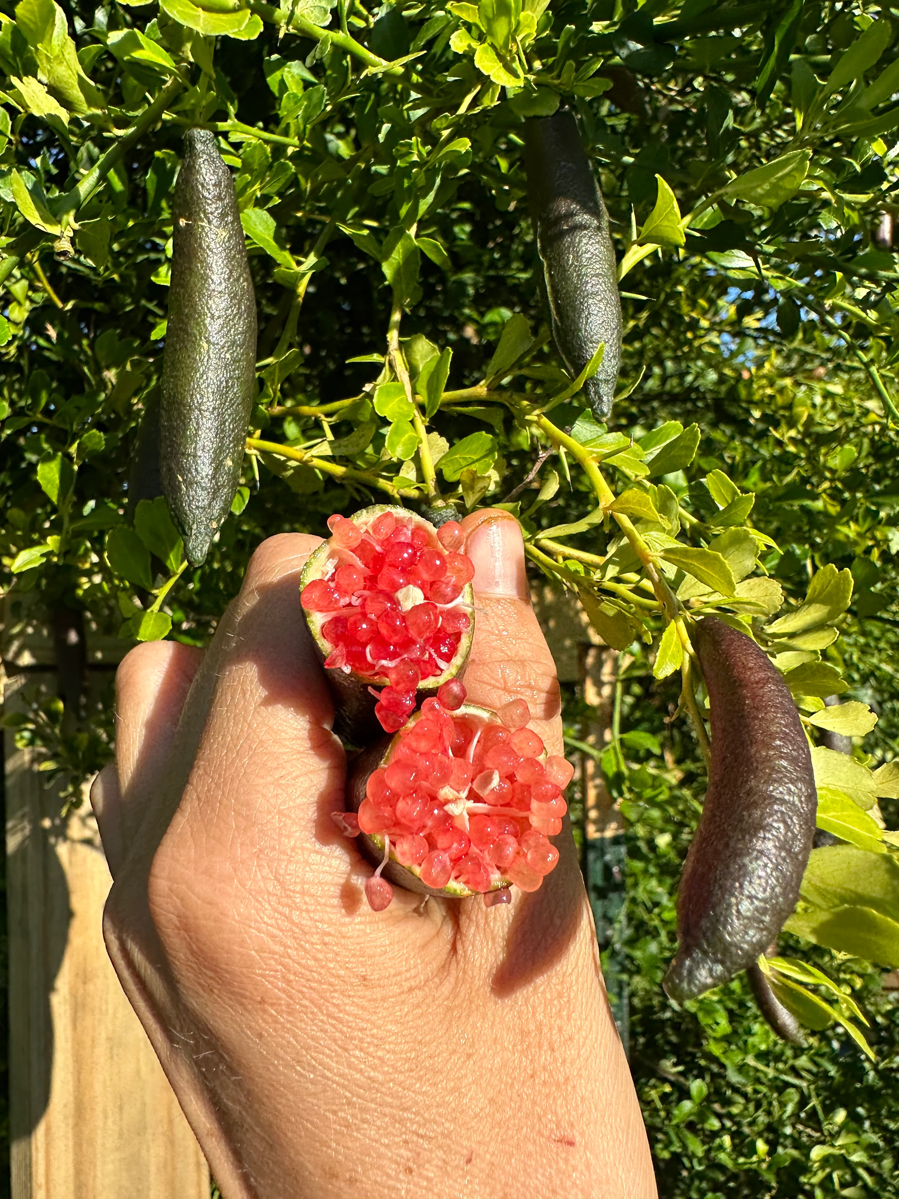 Red Caviar Lime (Finger Lime) *Pre-Order* - Image 6