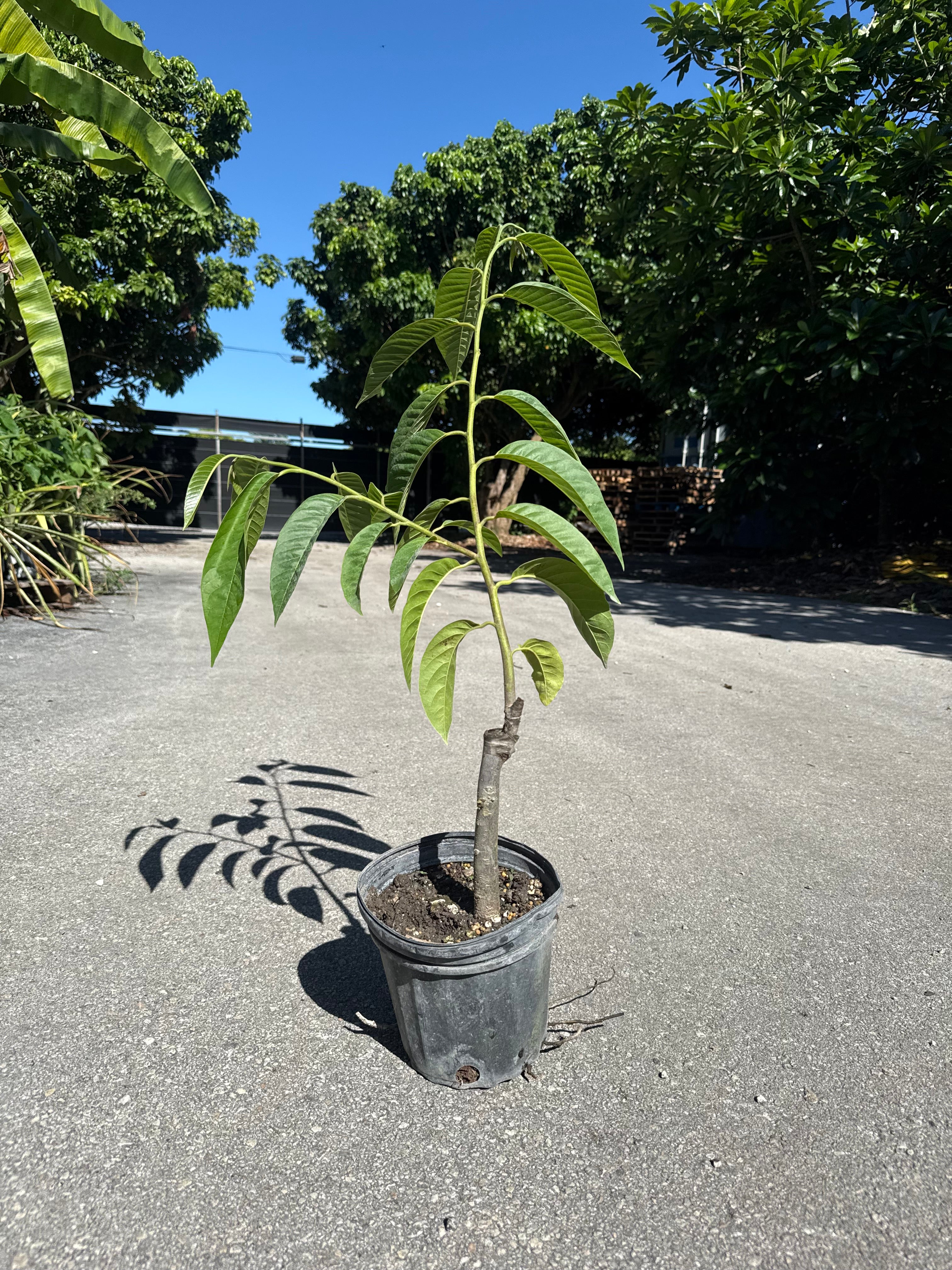 Red Rane Reticulata GRAFTED TREE - Image 2