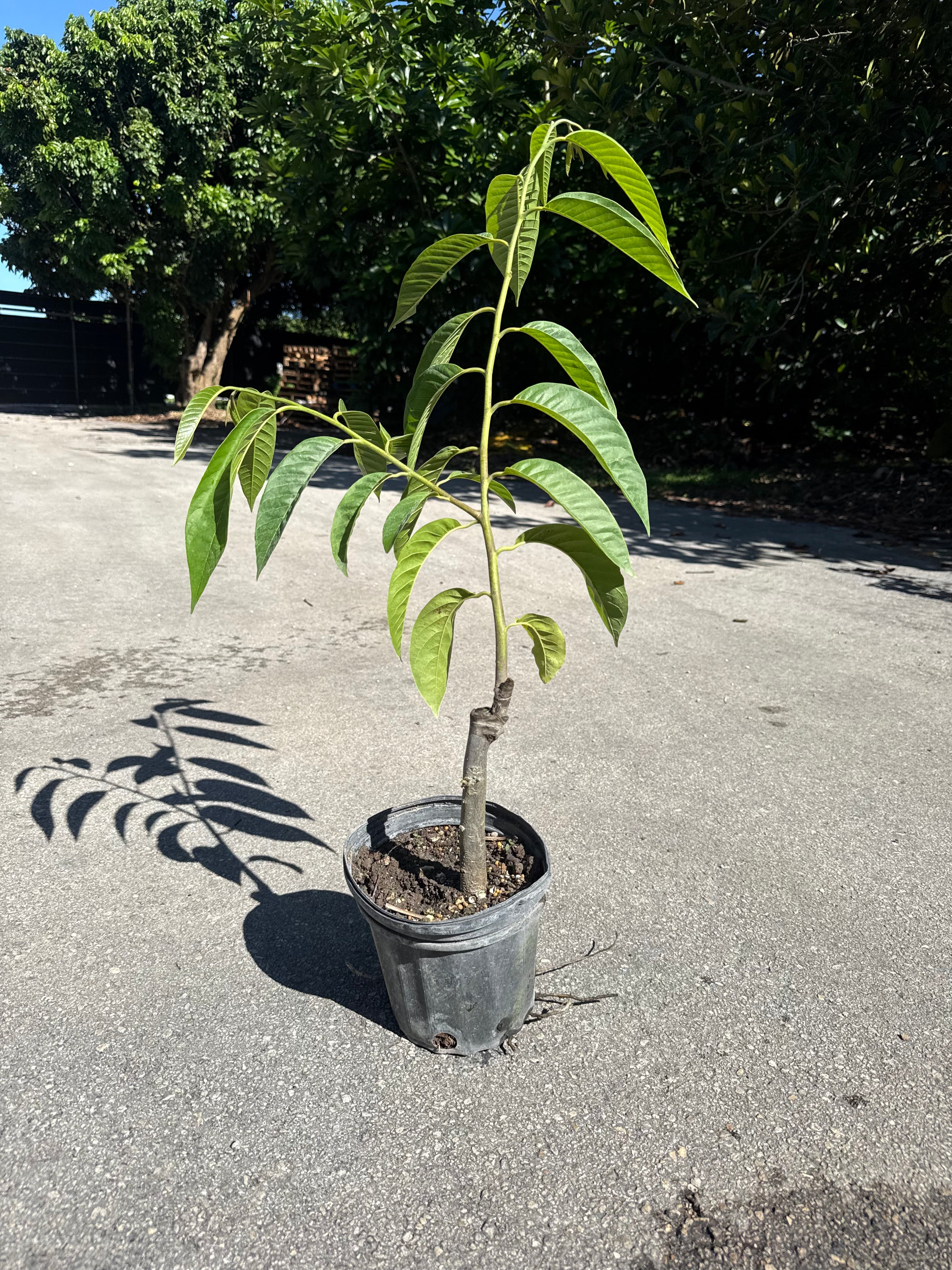 Red Rane Reticulata GRAFTED TREE - Image 3