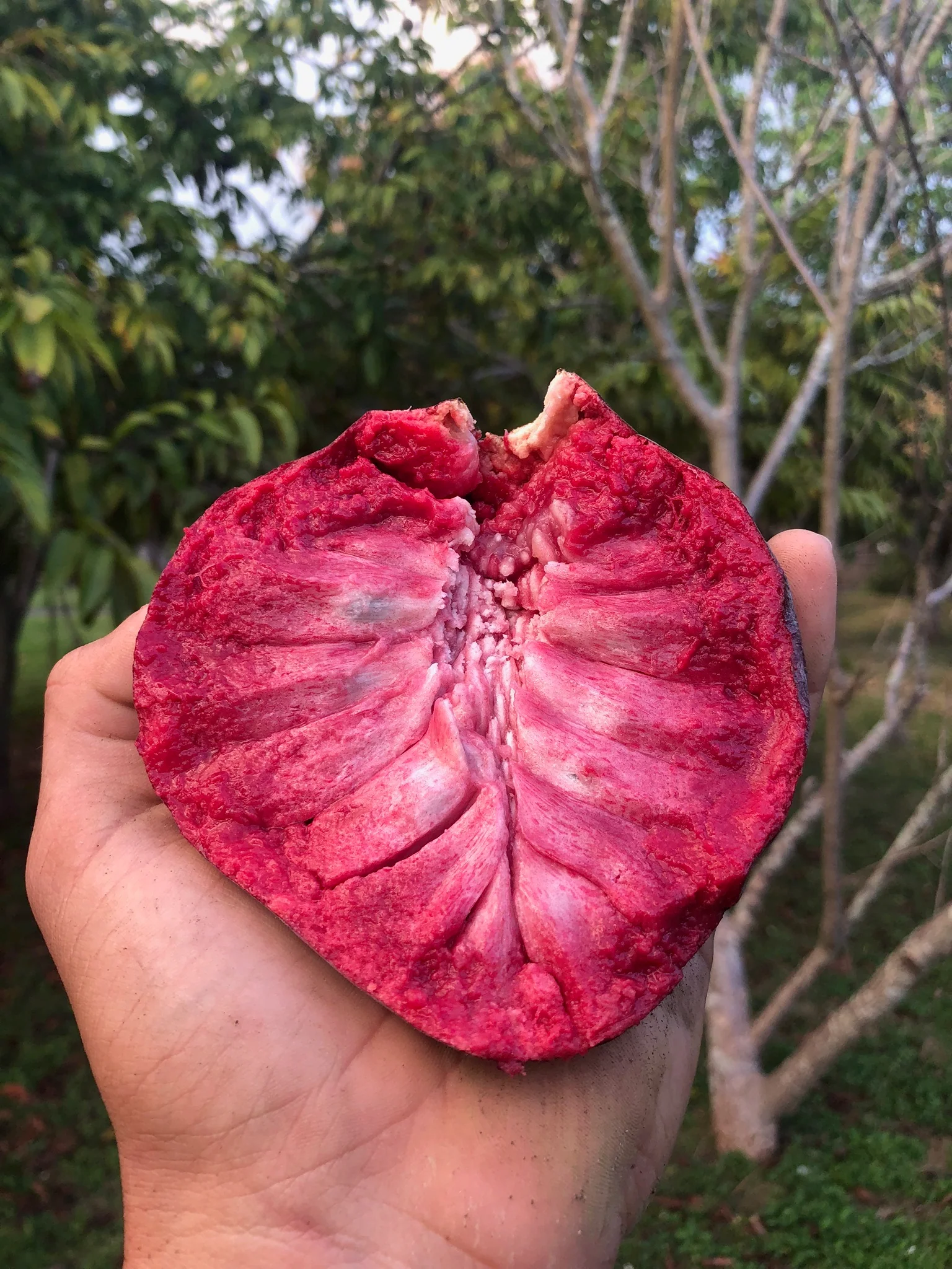 Red Rane Reticulata GRAFTED TREE - Image 4