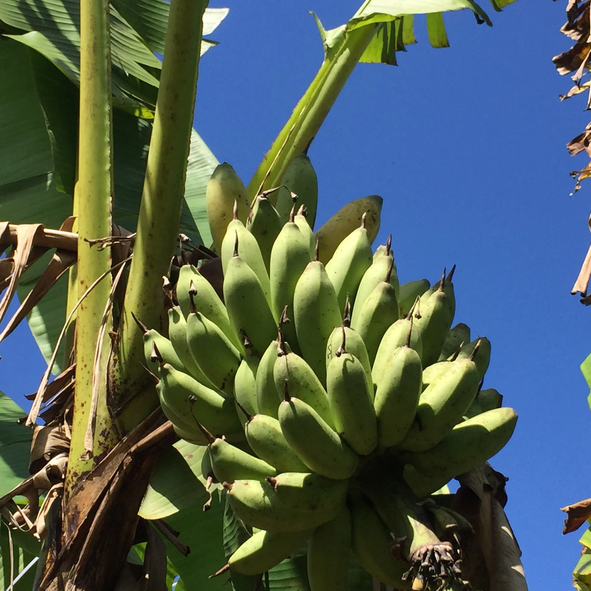 Rose Banana *Pre-Order* - Image 3
