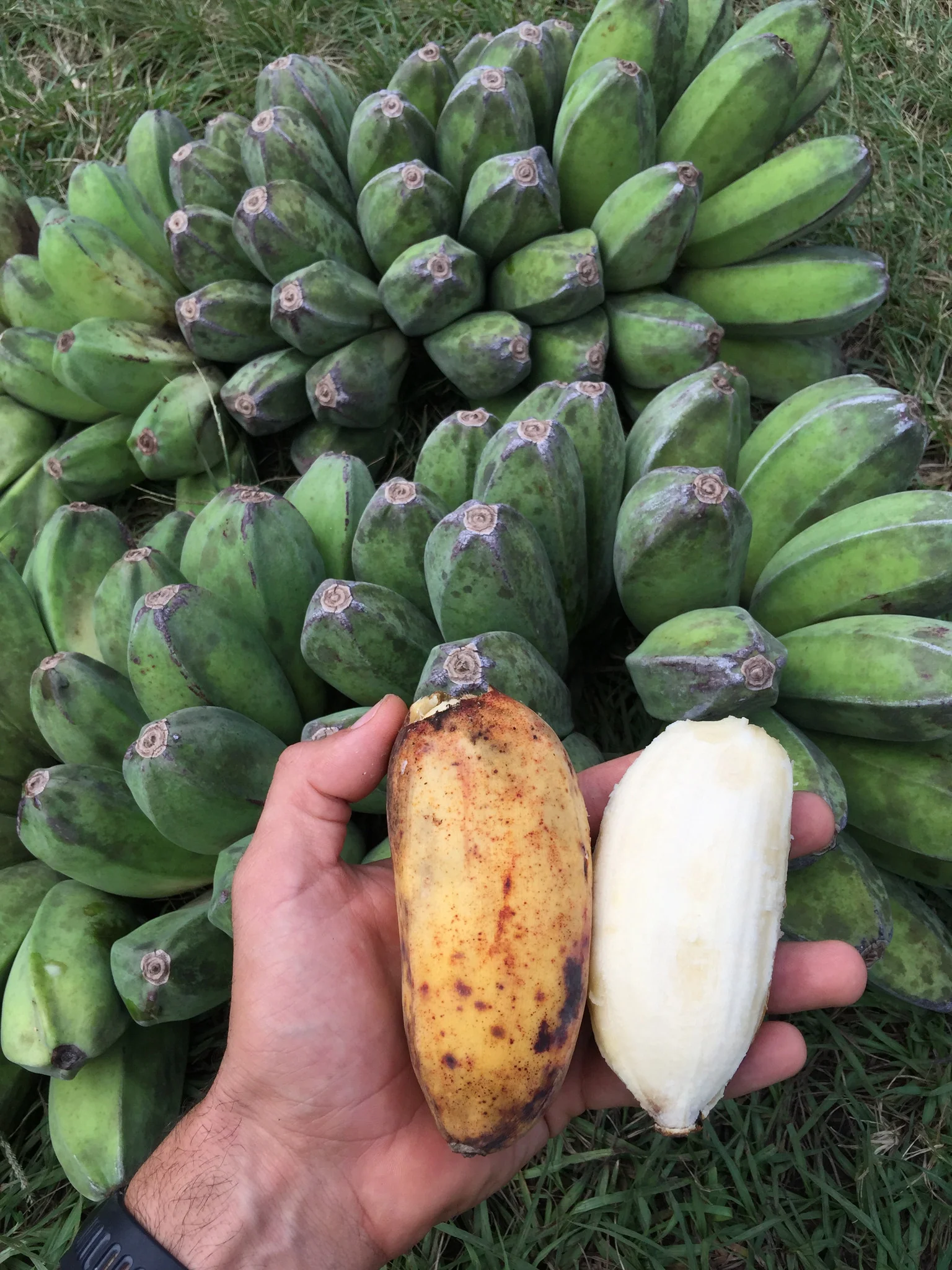 Saba Banana *Pre-Order* - Image 2