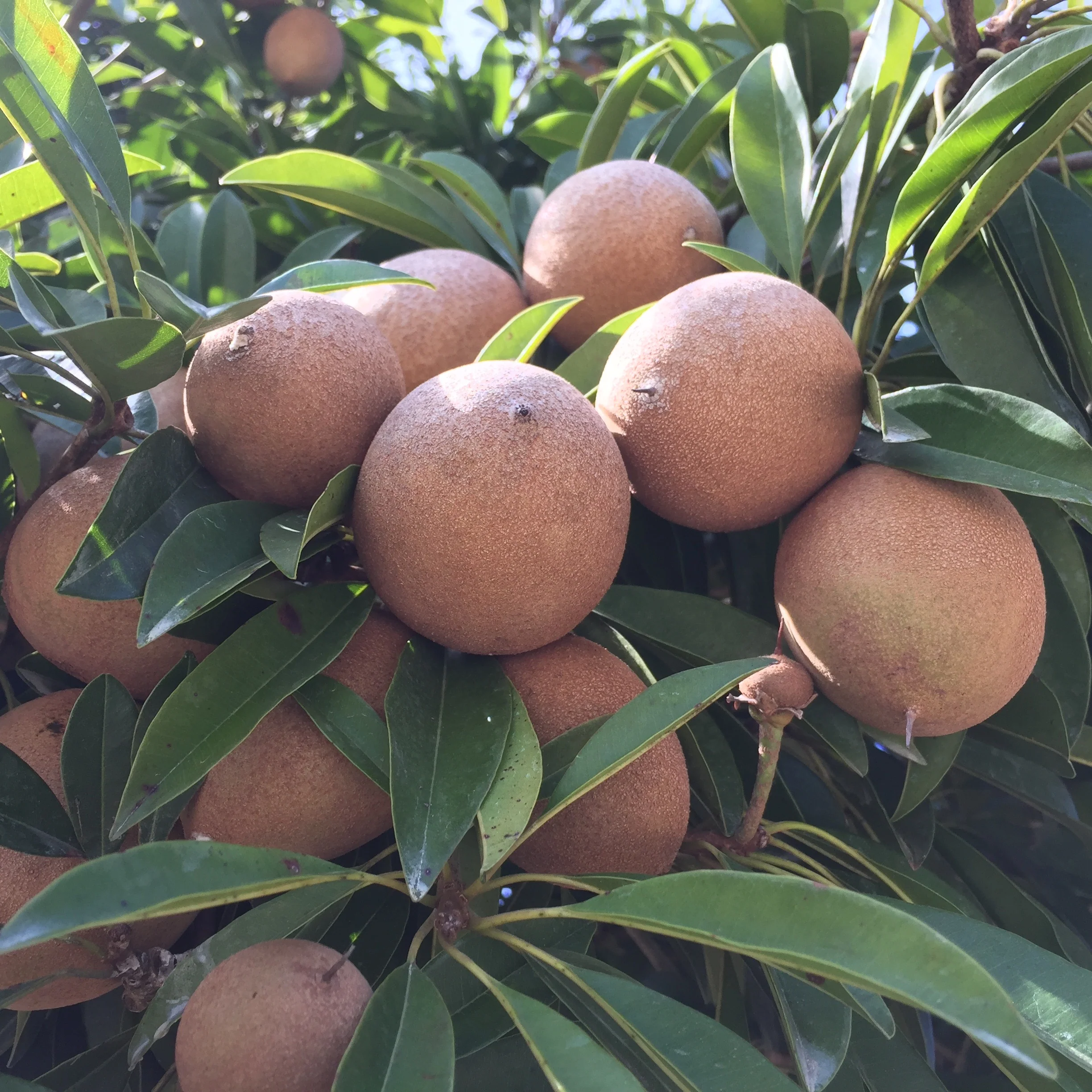 Sapodilla *Pre-Order* - Image 11