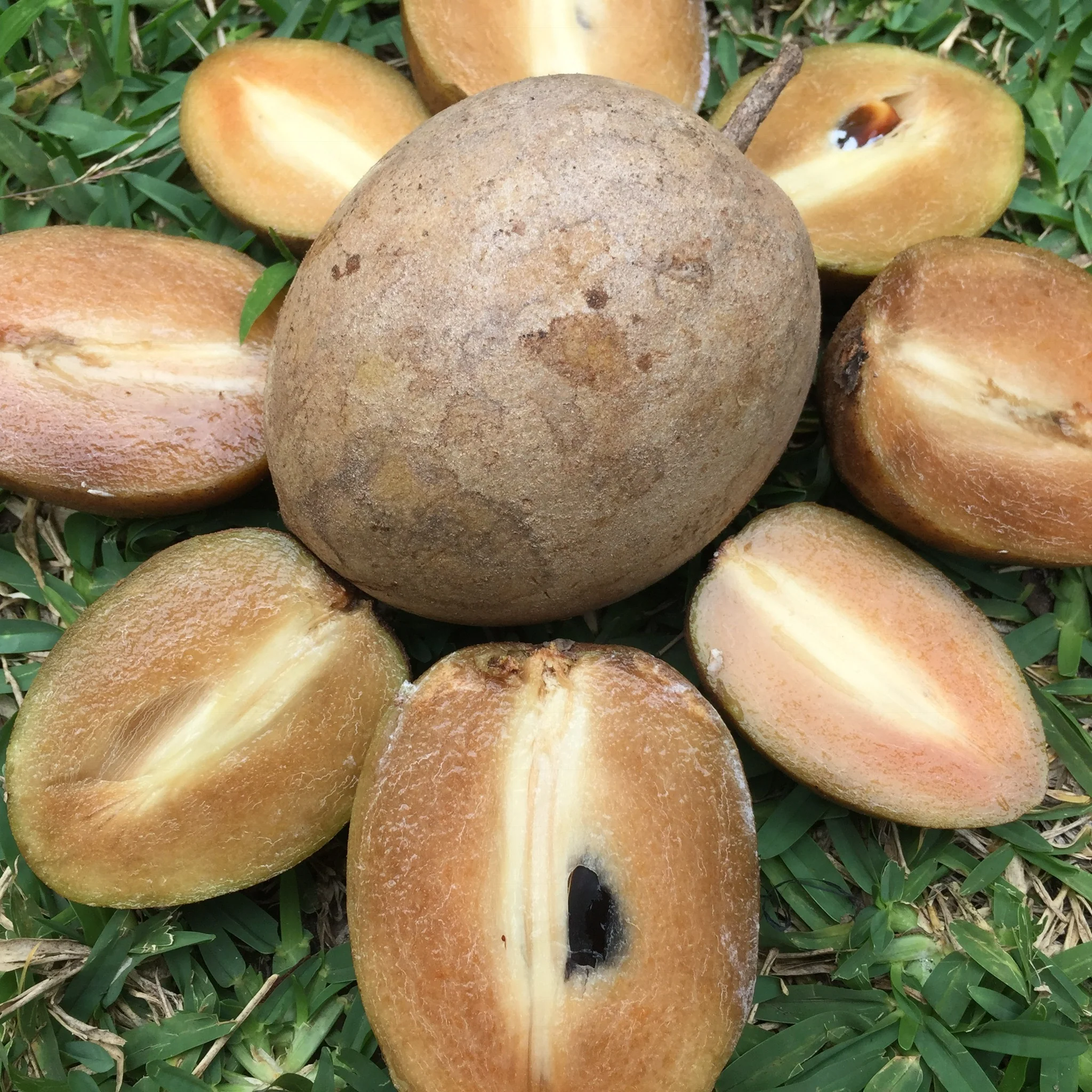 Sapodilla *Pre-Order* - Image 12