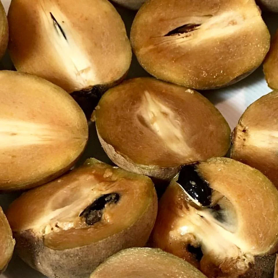 Sapodilla *Pre-Order* - Image 17