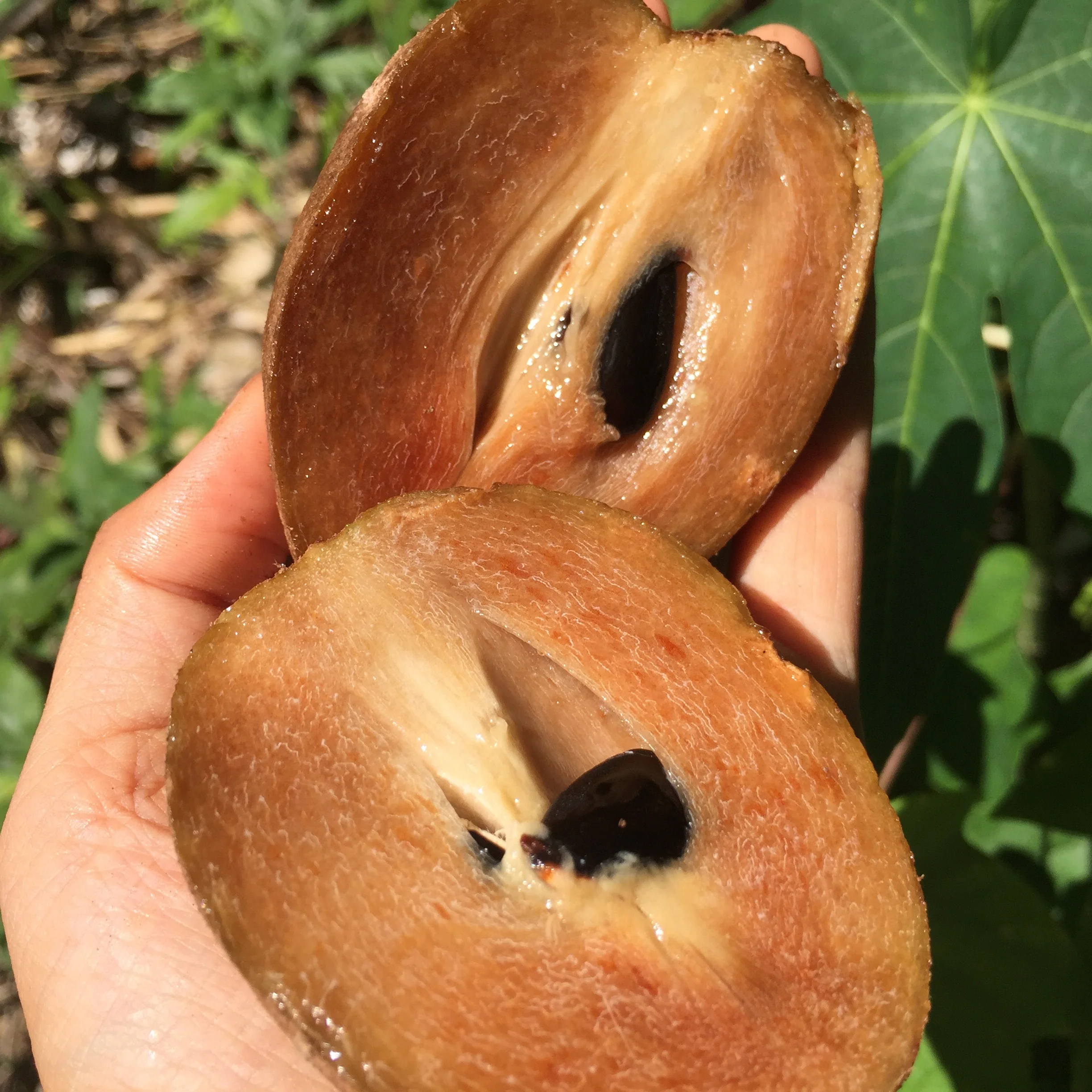 Sapodilla *Pre-Order* - Image 18