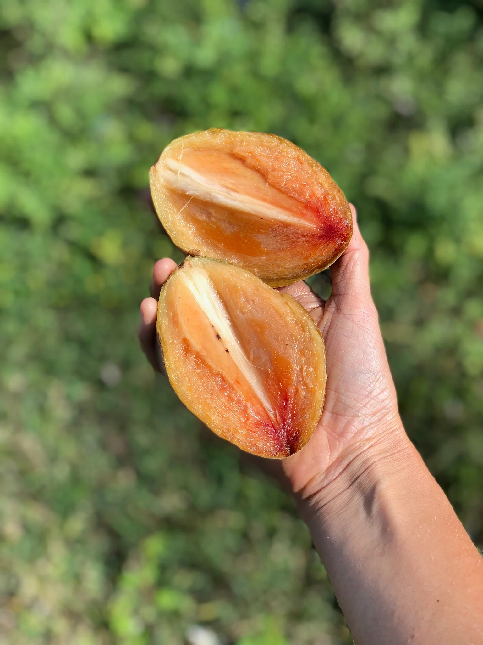 Sapodilla *Pre-Order* - Image 22