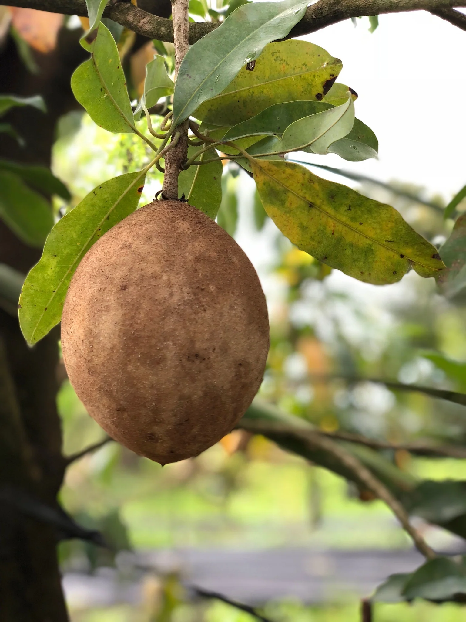 Sapodilla *Pre-Order* - Image 26