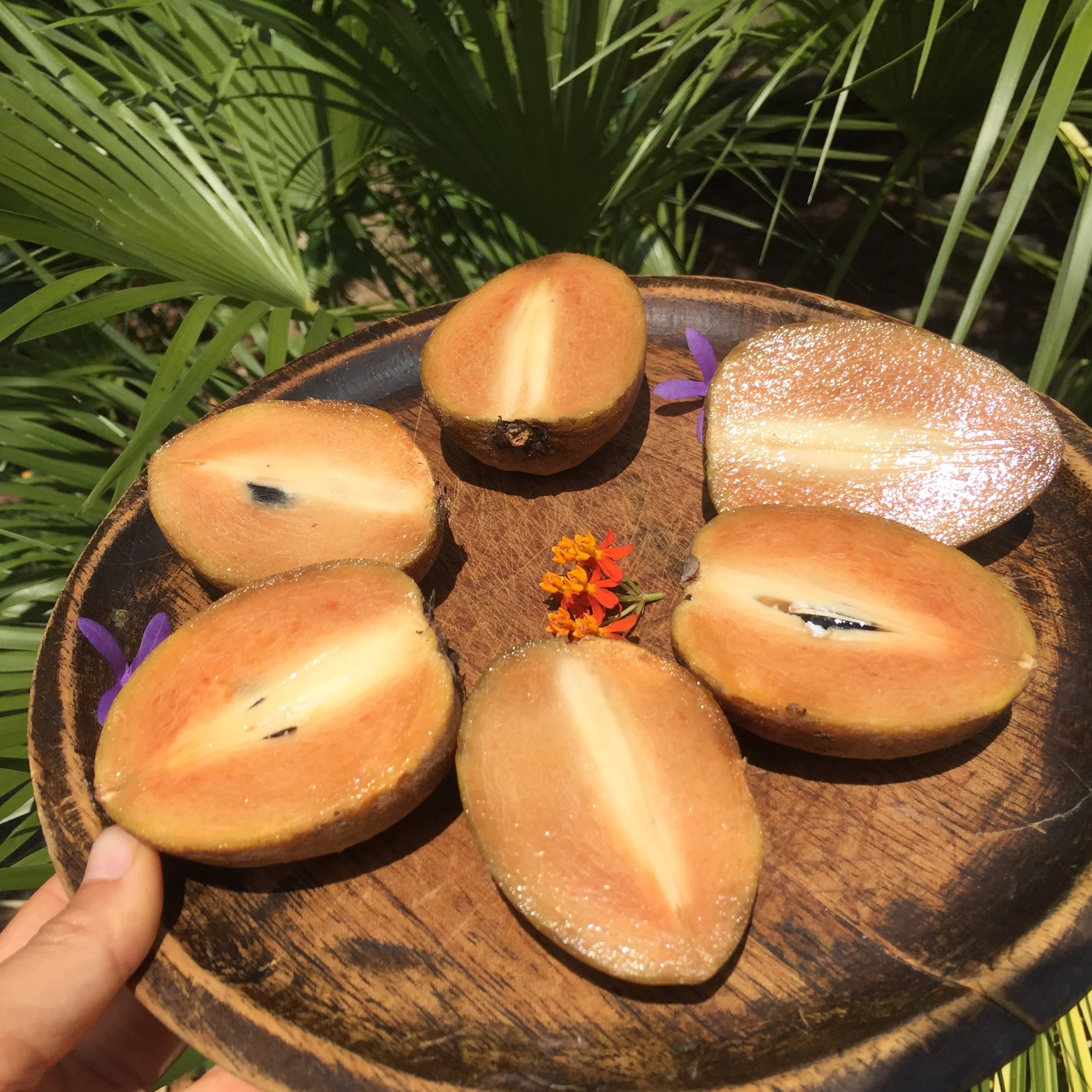 Sapodilla *Pre-Order* - Image 27