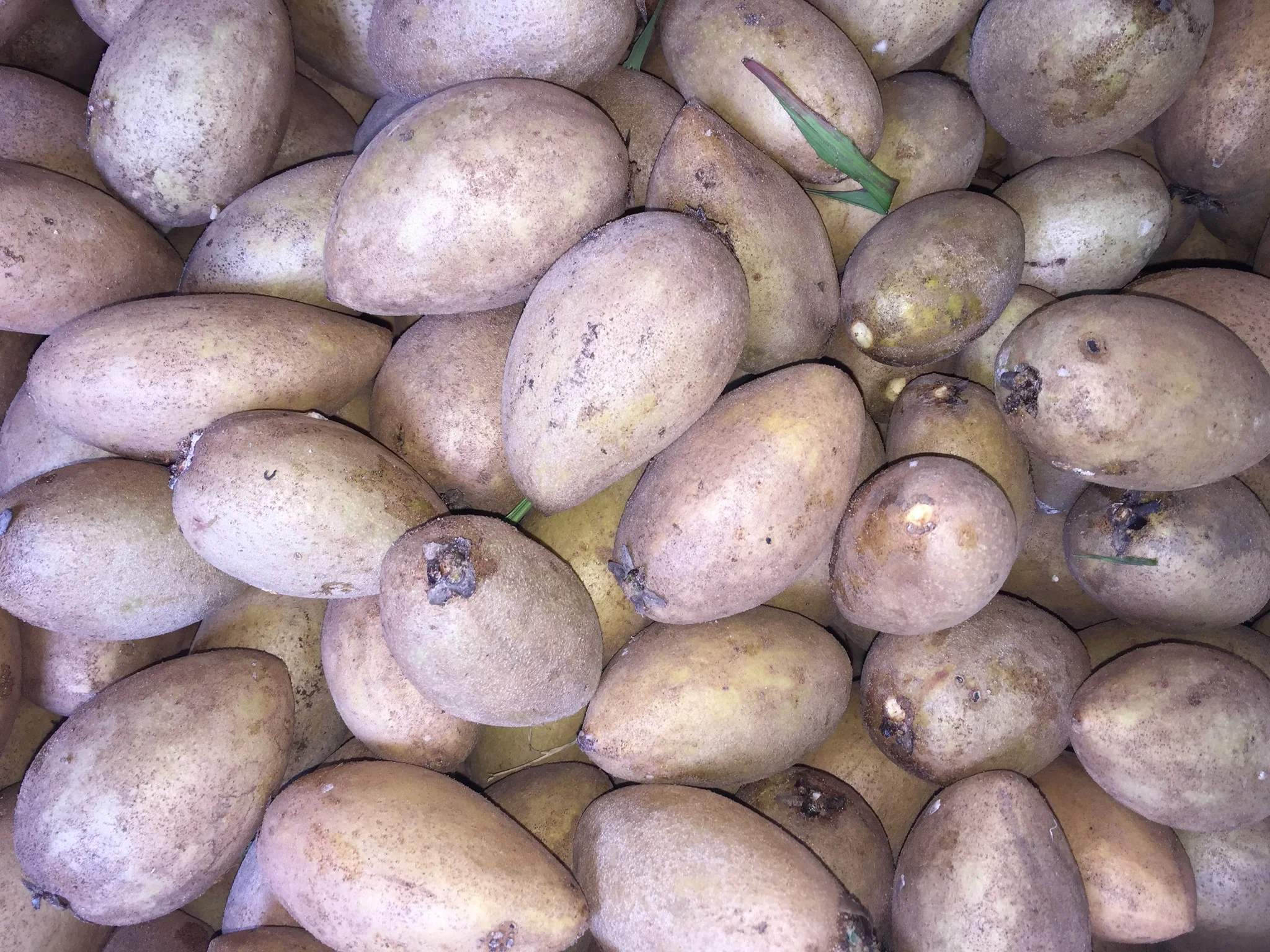 Sapodilla *Pre-Order* - Image 30