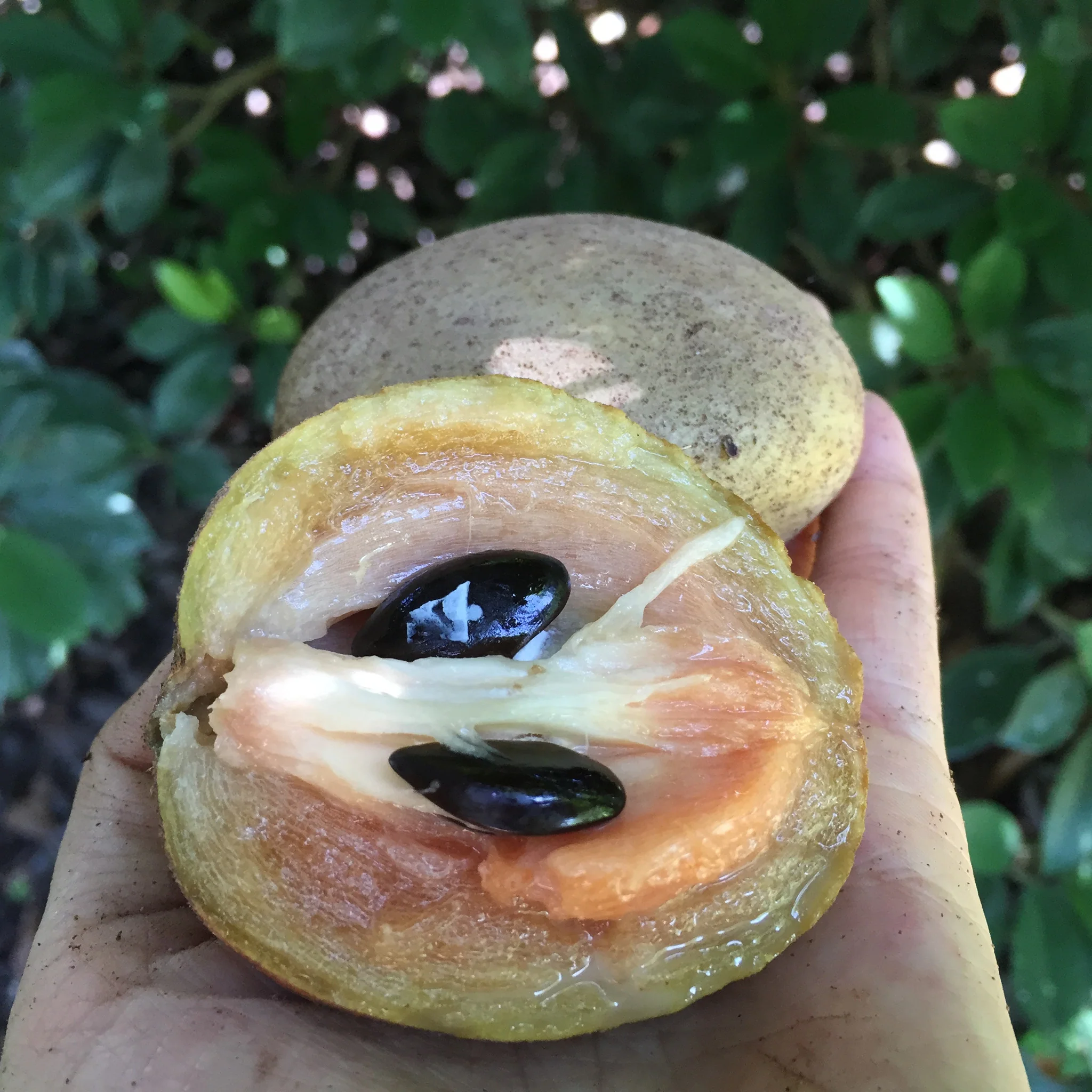 Sapodilla *Pre-Order* - Image 32