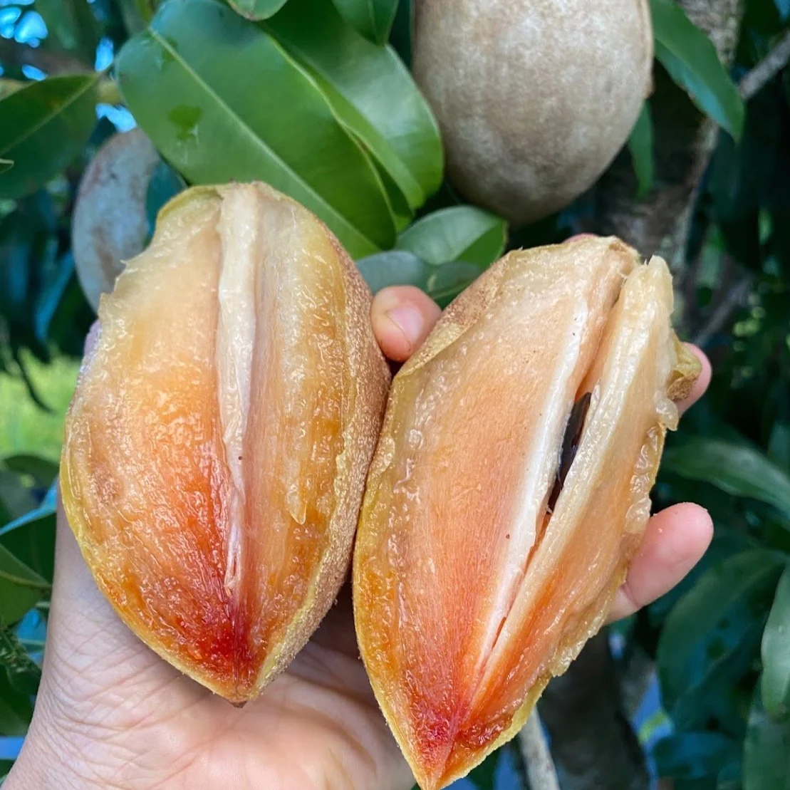 Sapodilla *Pre-Order* - Image 4