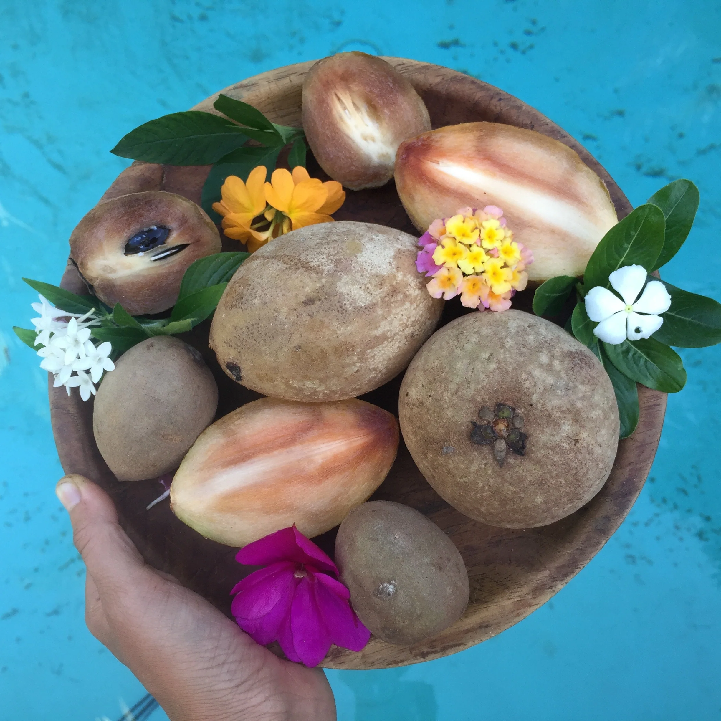 Sapodilla *Pre-Order* - Image 5