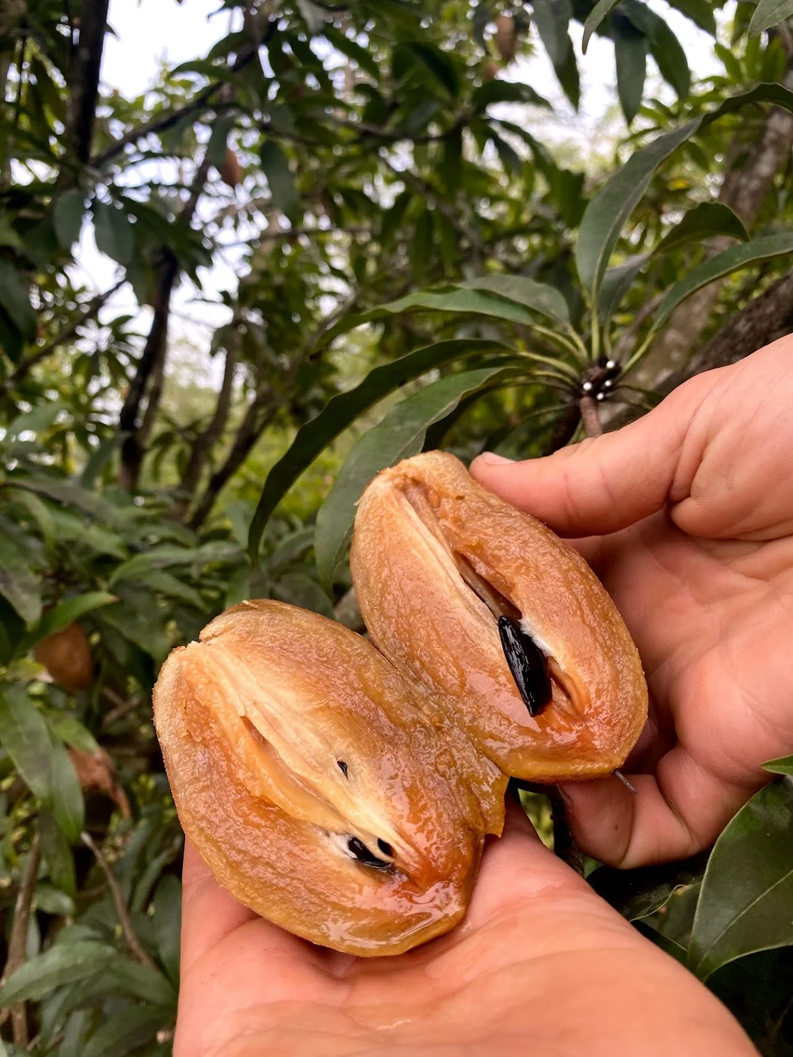 Sapodilla *Pre-Order* - Image 7