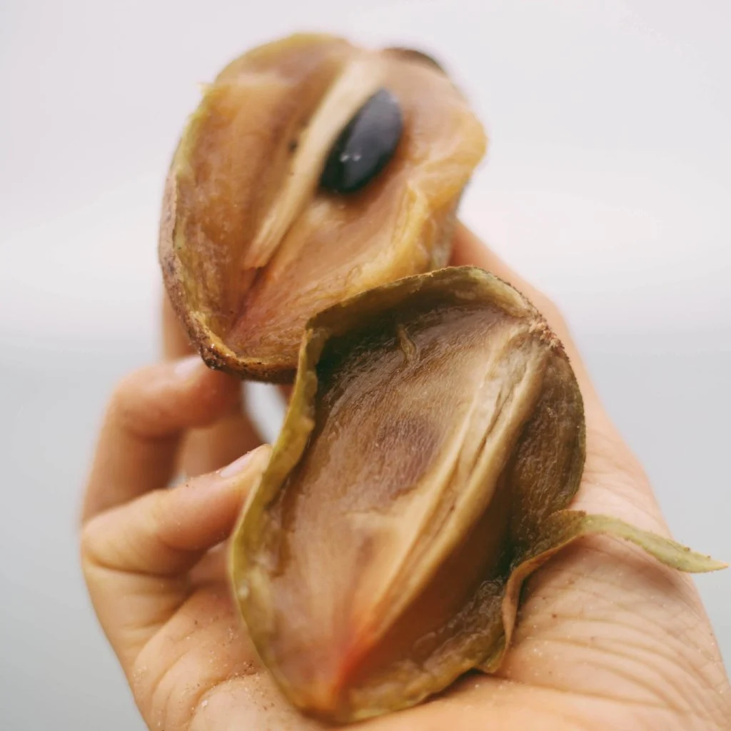 Sapodilla *Pre-Order* - Image 8