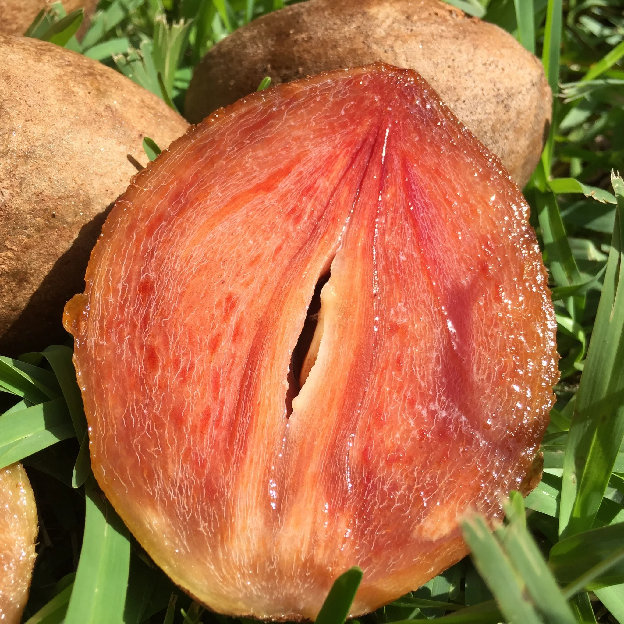 Sapodilla *Pre-Order* - Image 9