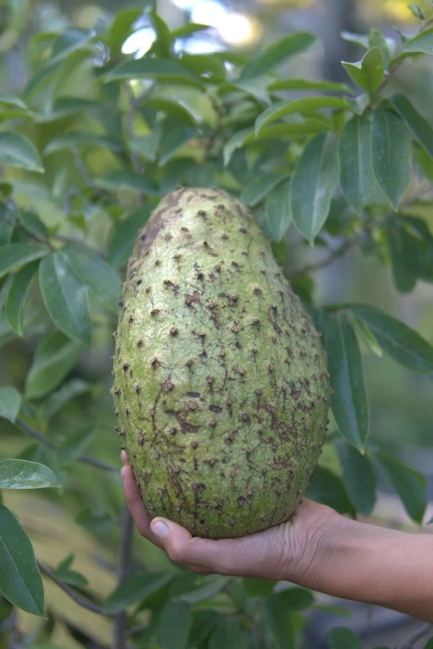 Premium Soursop (Guanabana) - Image 11