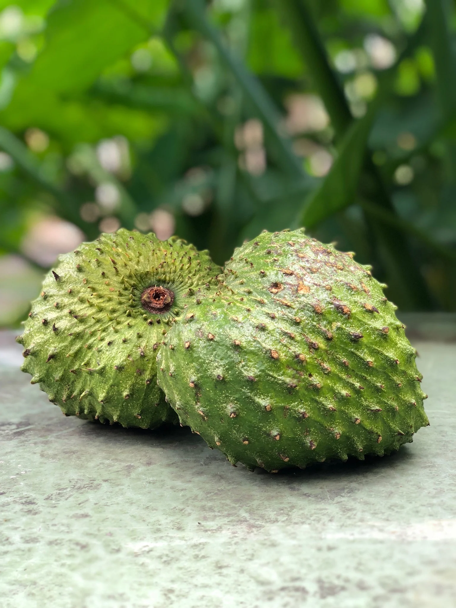 Premium Soursop (Guanabana) - Image 23
