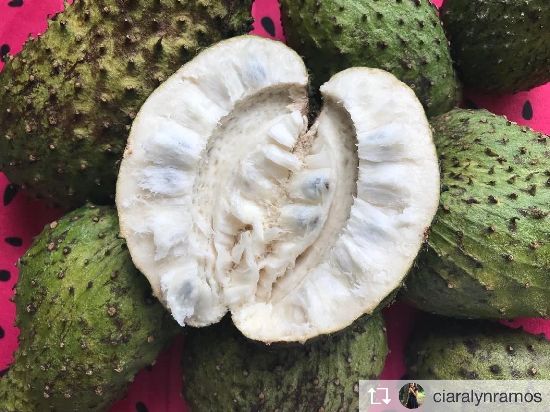Premium Soursop (Guanabana) - Image 24