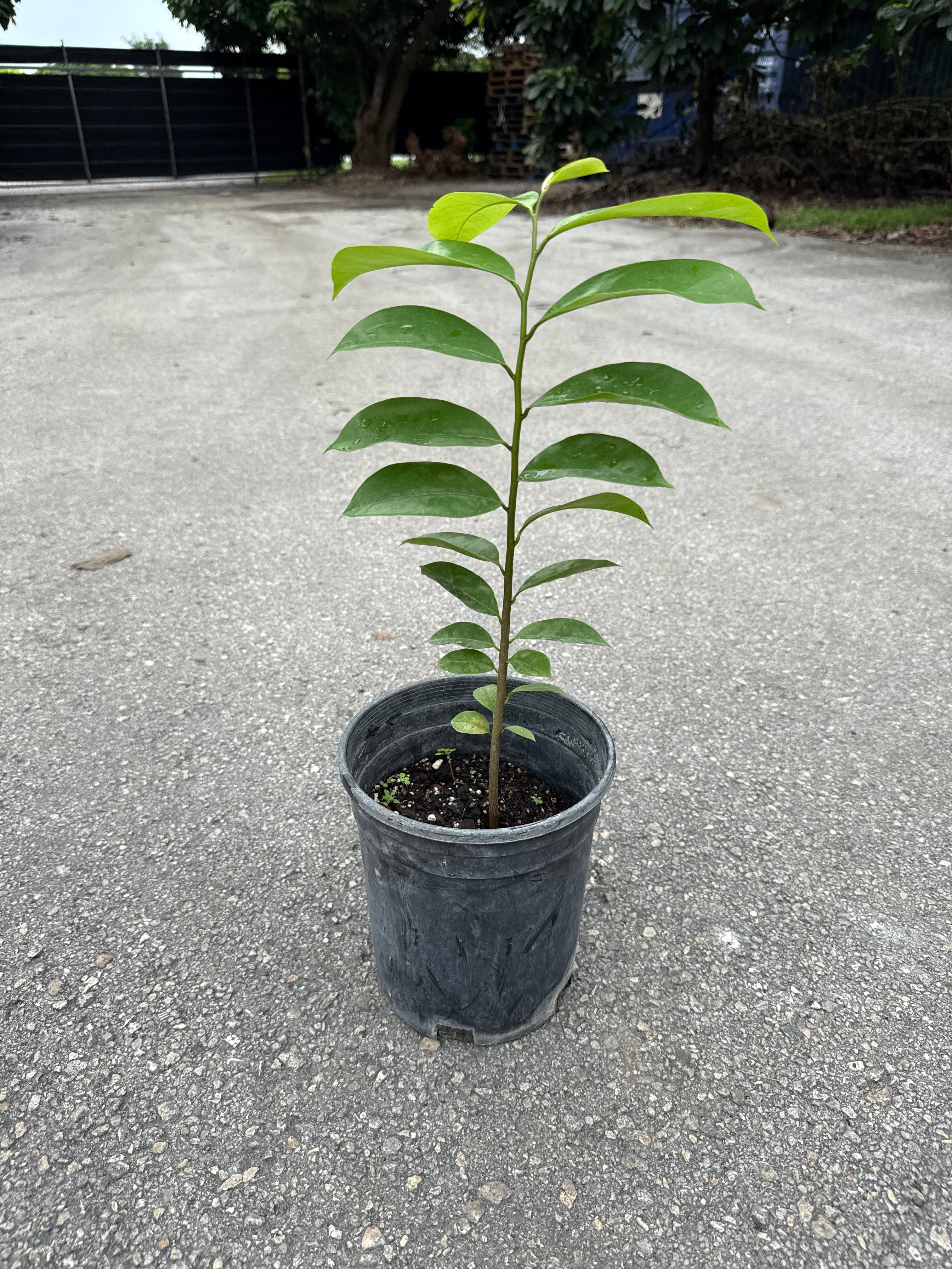 Soursop TREE- 1 gallon - Image 2