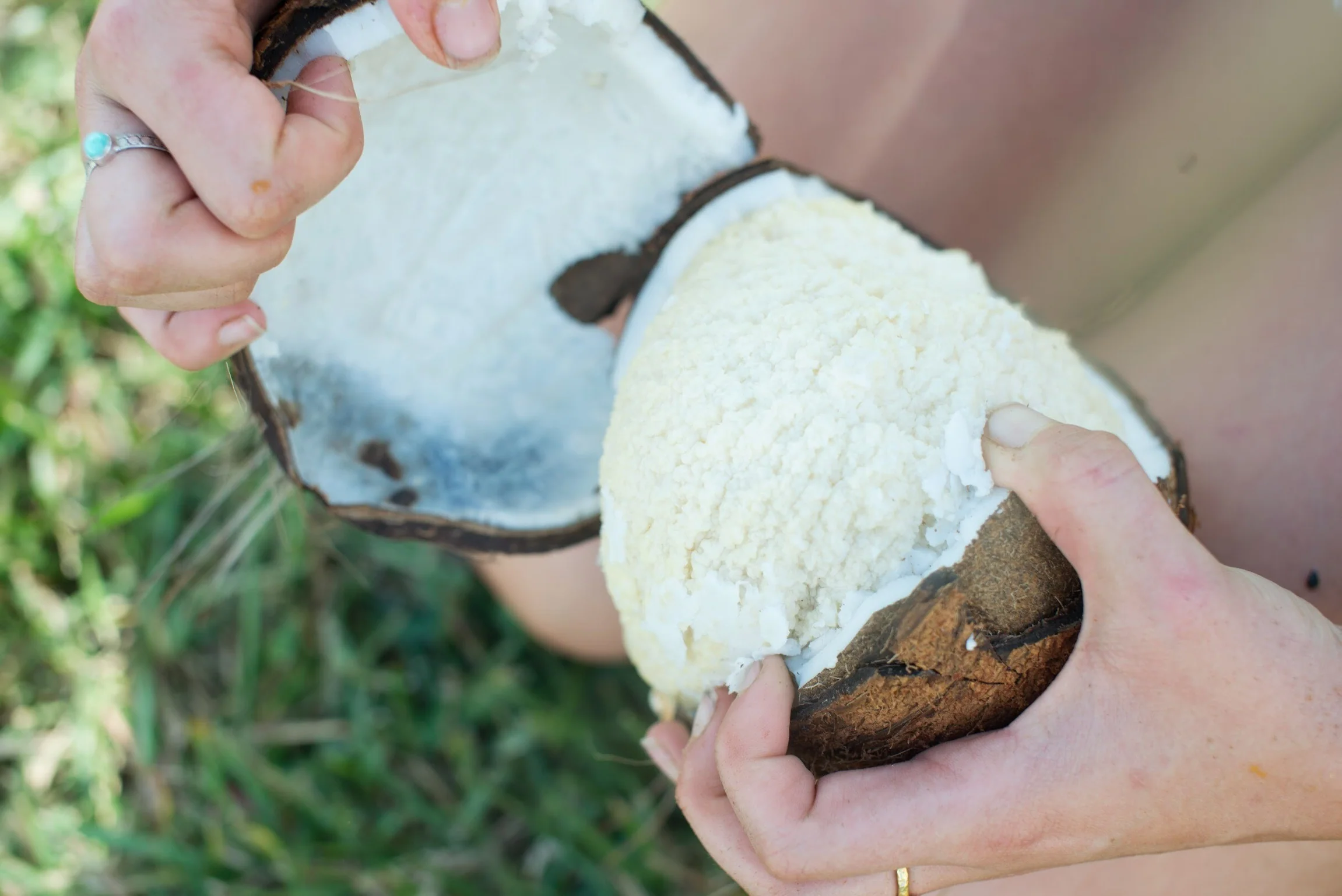 Sprouted Coconut - Image 6