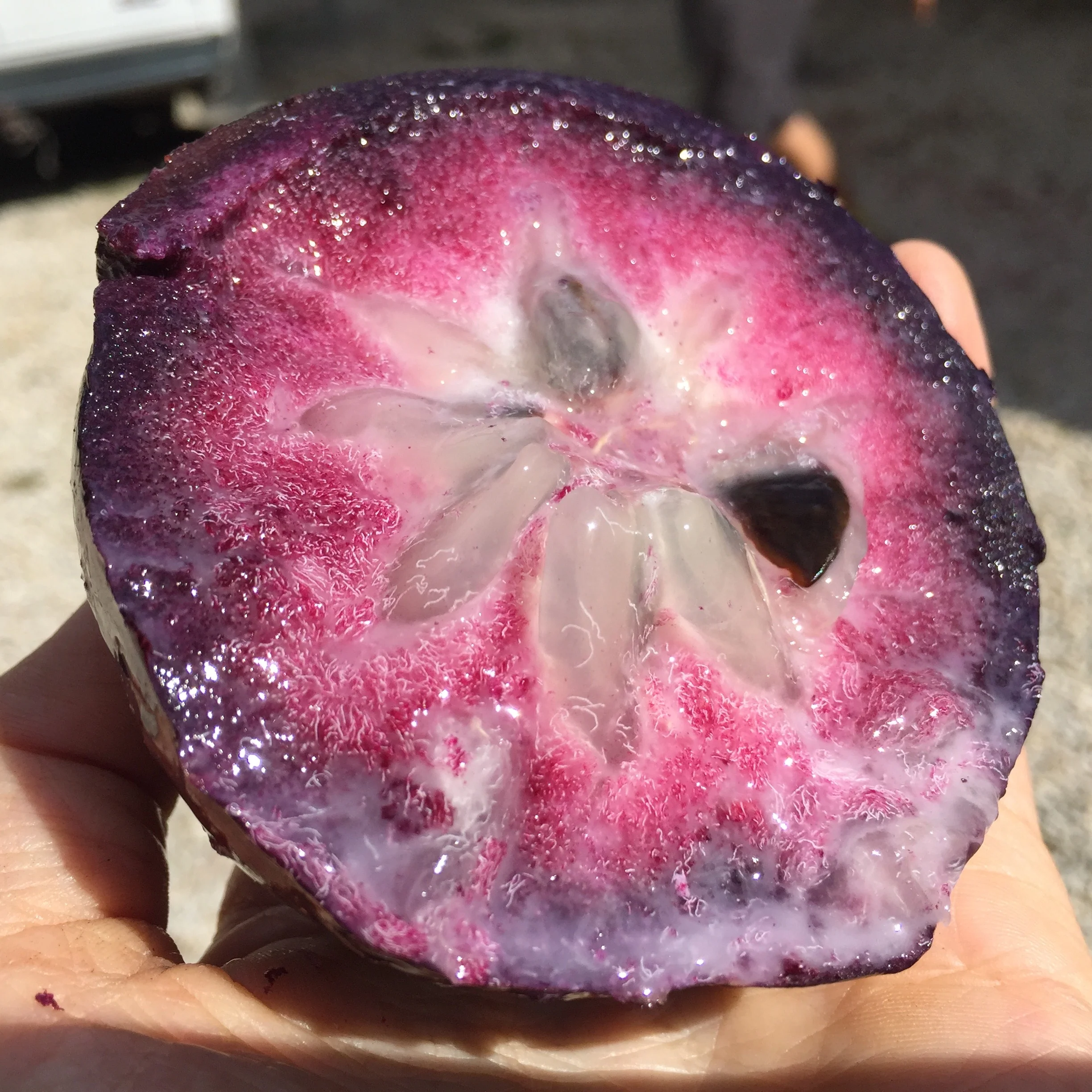 Star Apple - (Caimito) *Pre-Order* - Image 4