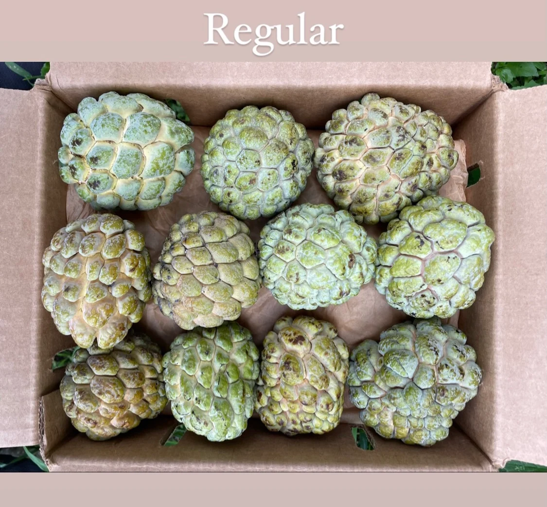 Sugar Apple (Sweetsop) - Image 3