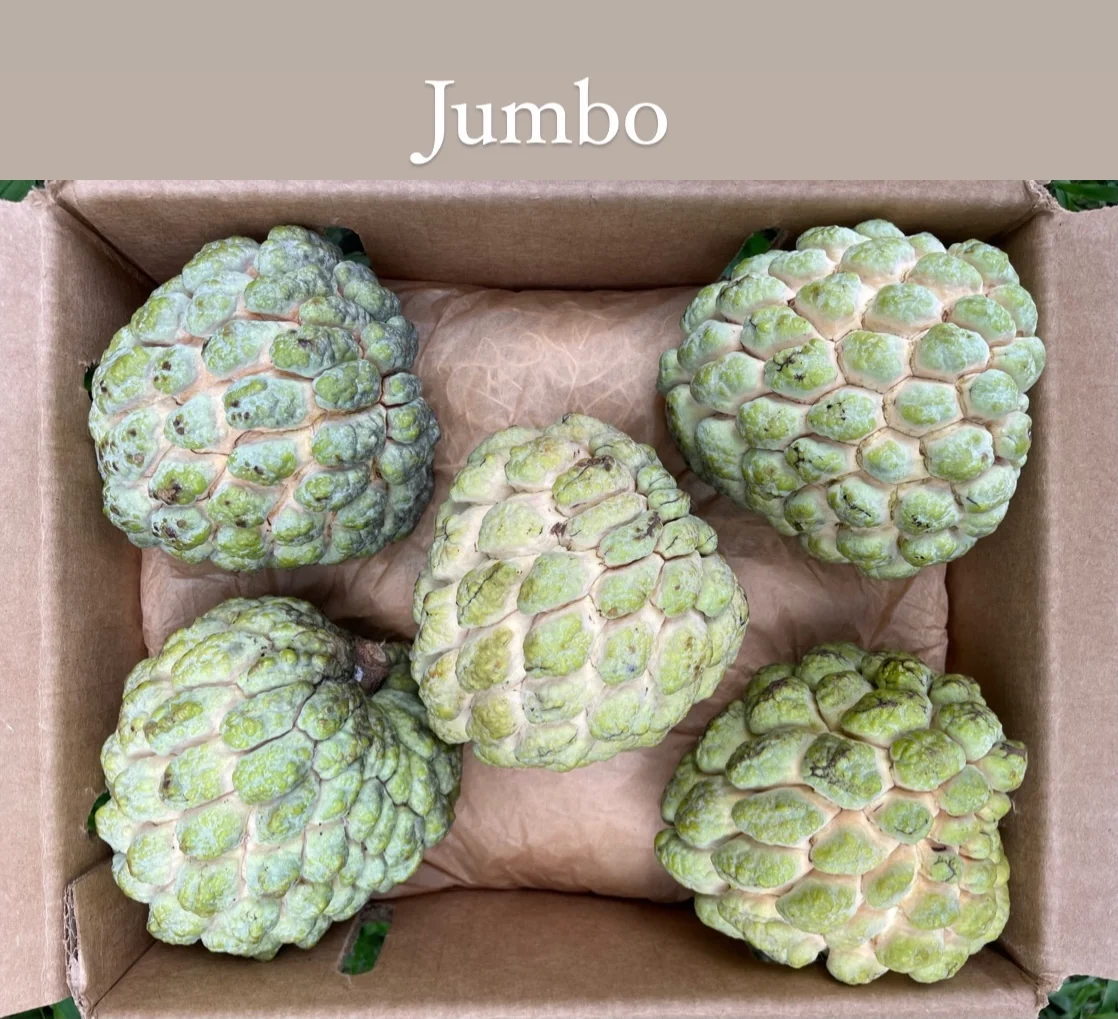 Sugar Apple (Sweetsop) - Image 4