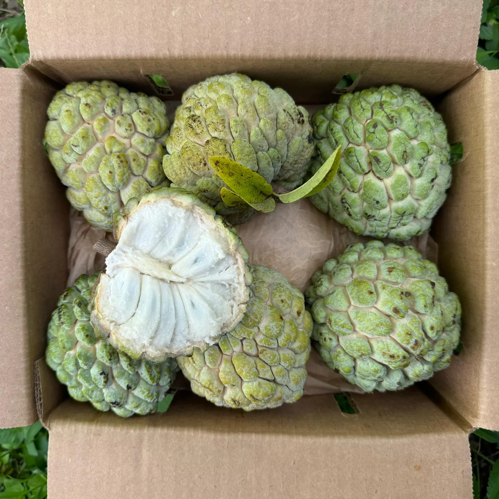 Sugar Apple (Sweetsop) - Image 5