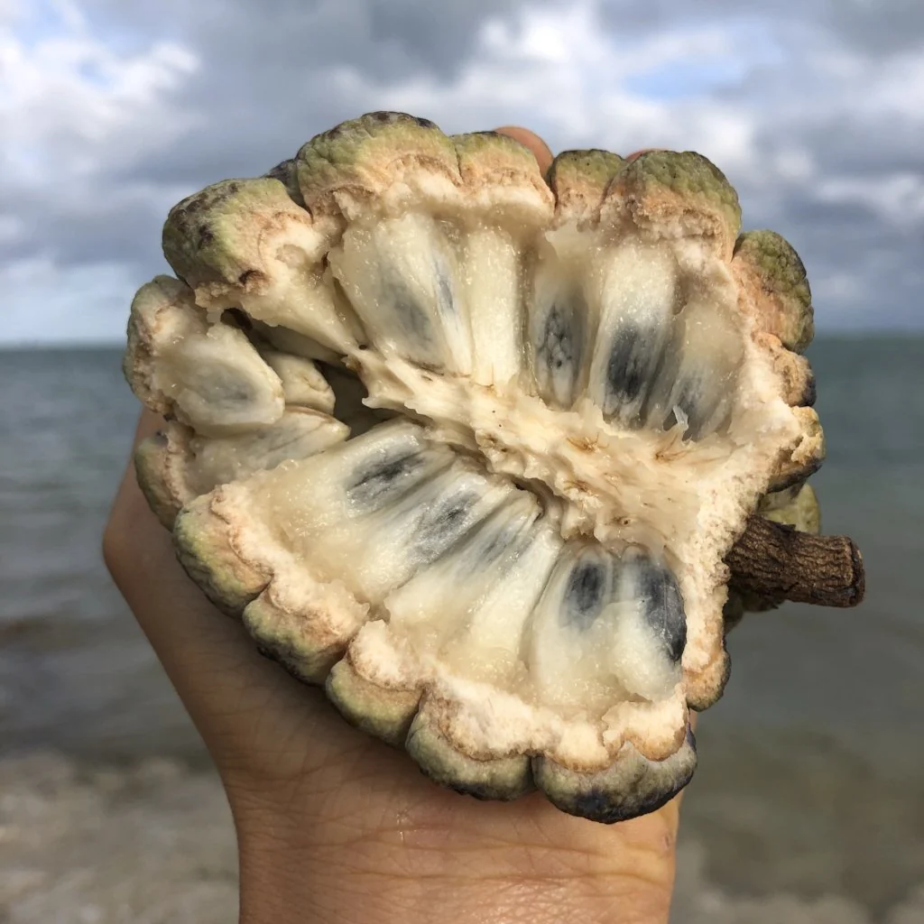 Sugar Apple (Sweetsop) - Image 7