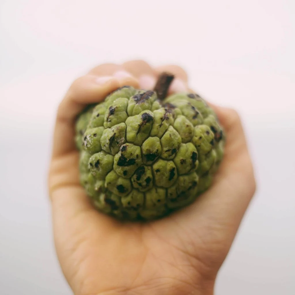 Sugar Apple (Sweetsop) - Image 8