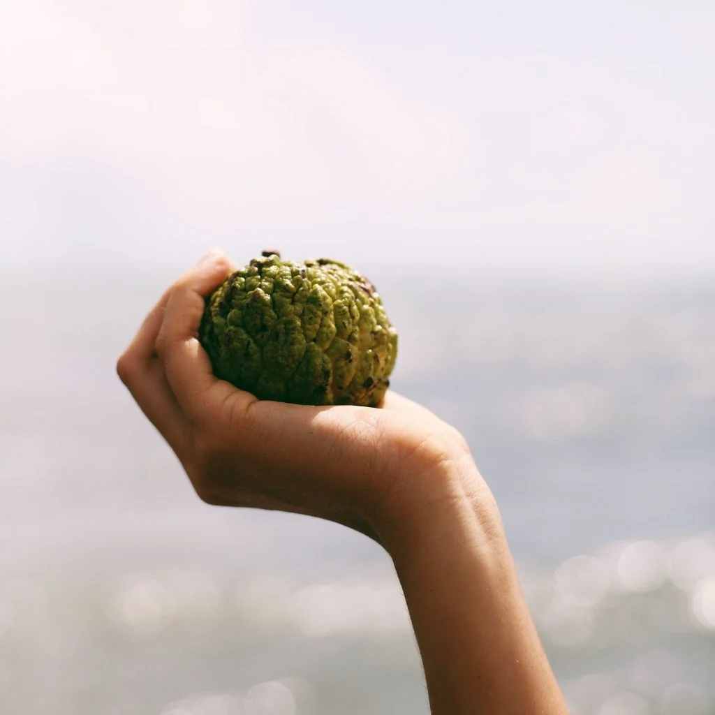Sugar Apple (Sweetsop) - Image 9