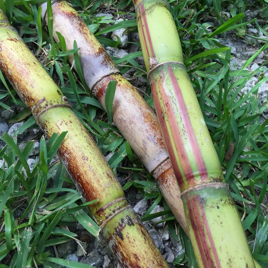 Sugarcane - Image 4