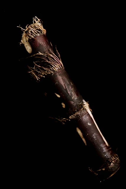 Sugarcane - Image 5