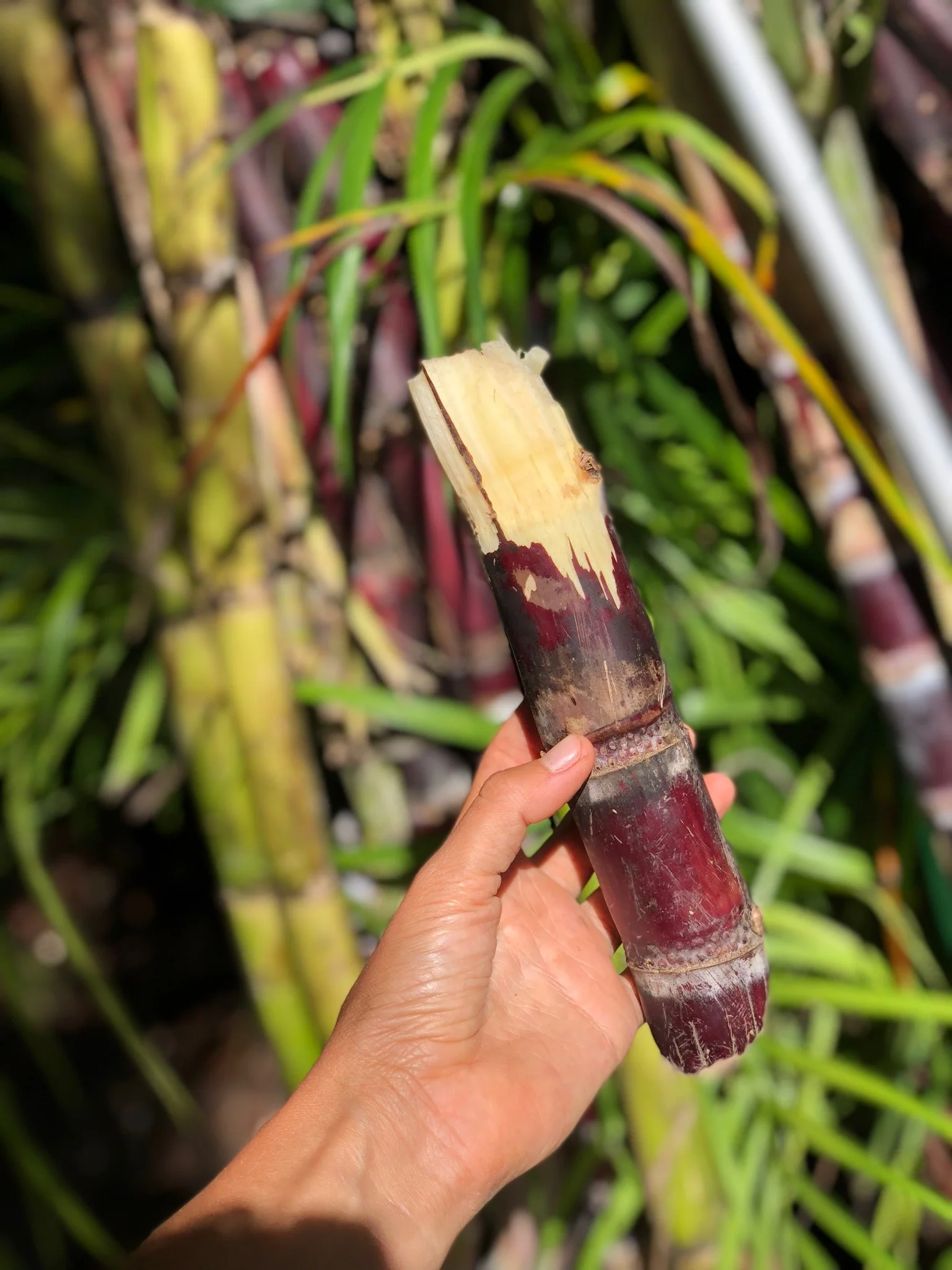 Sugarcane - Image 7