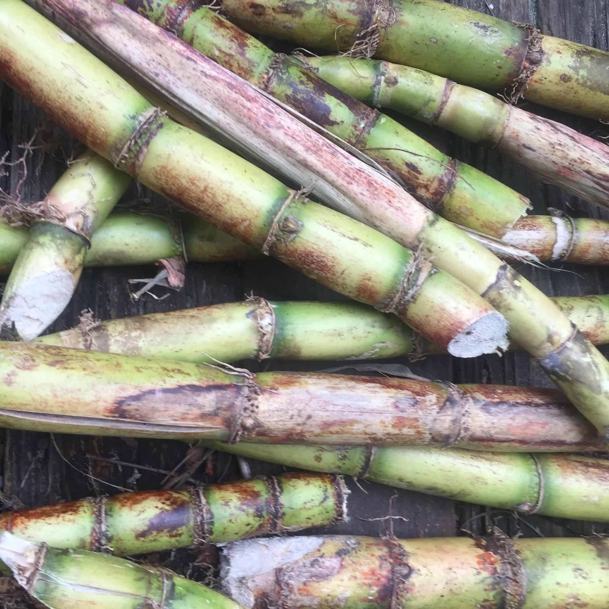 Sugarcane - Image 8